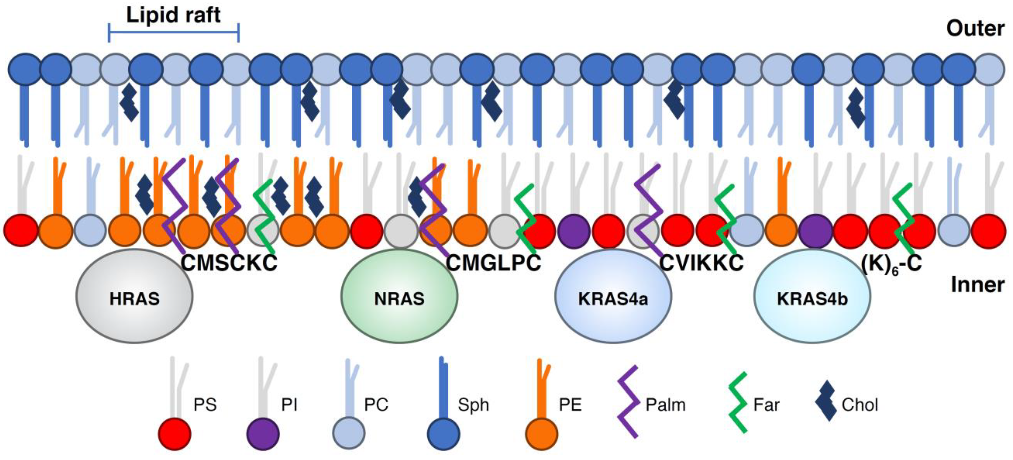 Biomolecules 11 00377 g005 Biomolecules 11 00377 g005