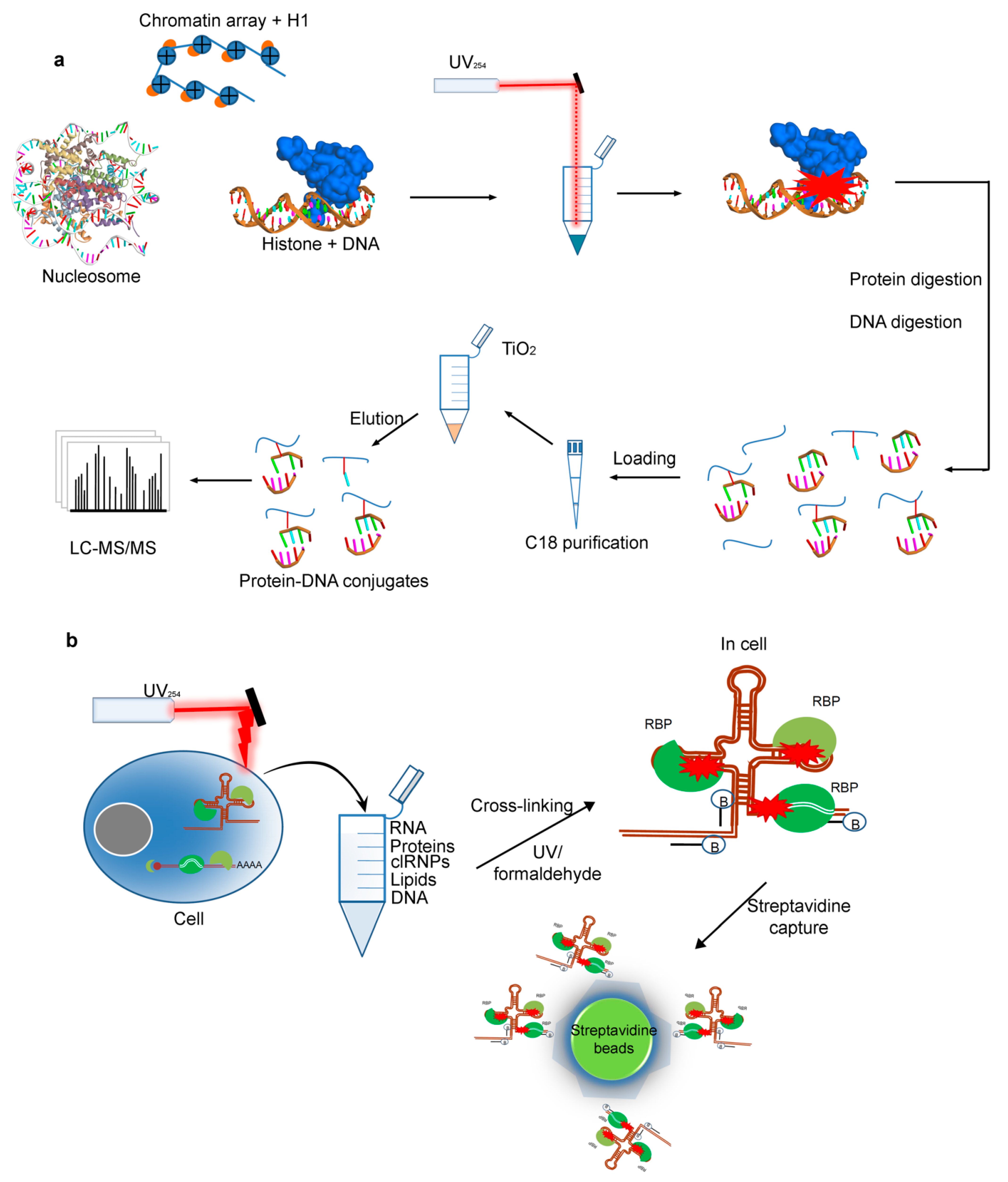 Biomolecules 11 00382 g006 Biomolecules 11 00382 g006