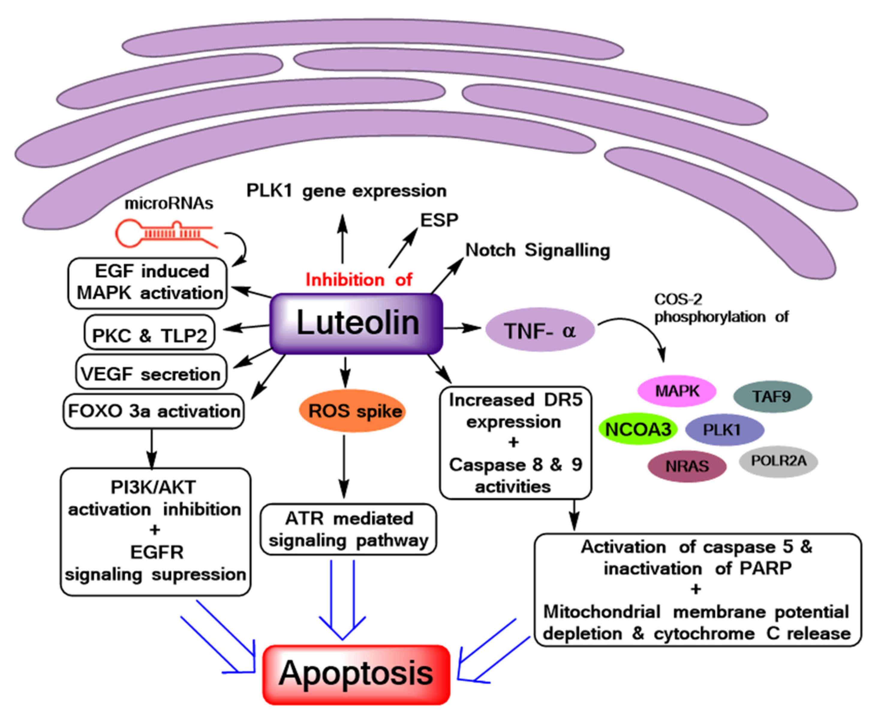 Biomolecules 11 00385 g001