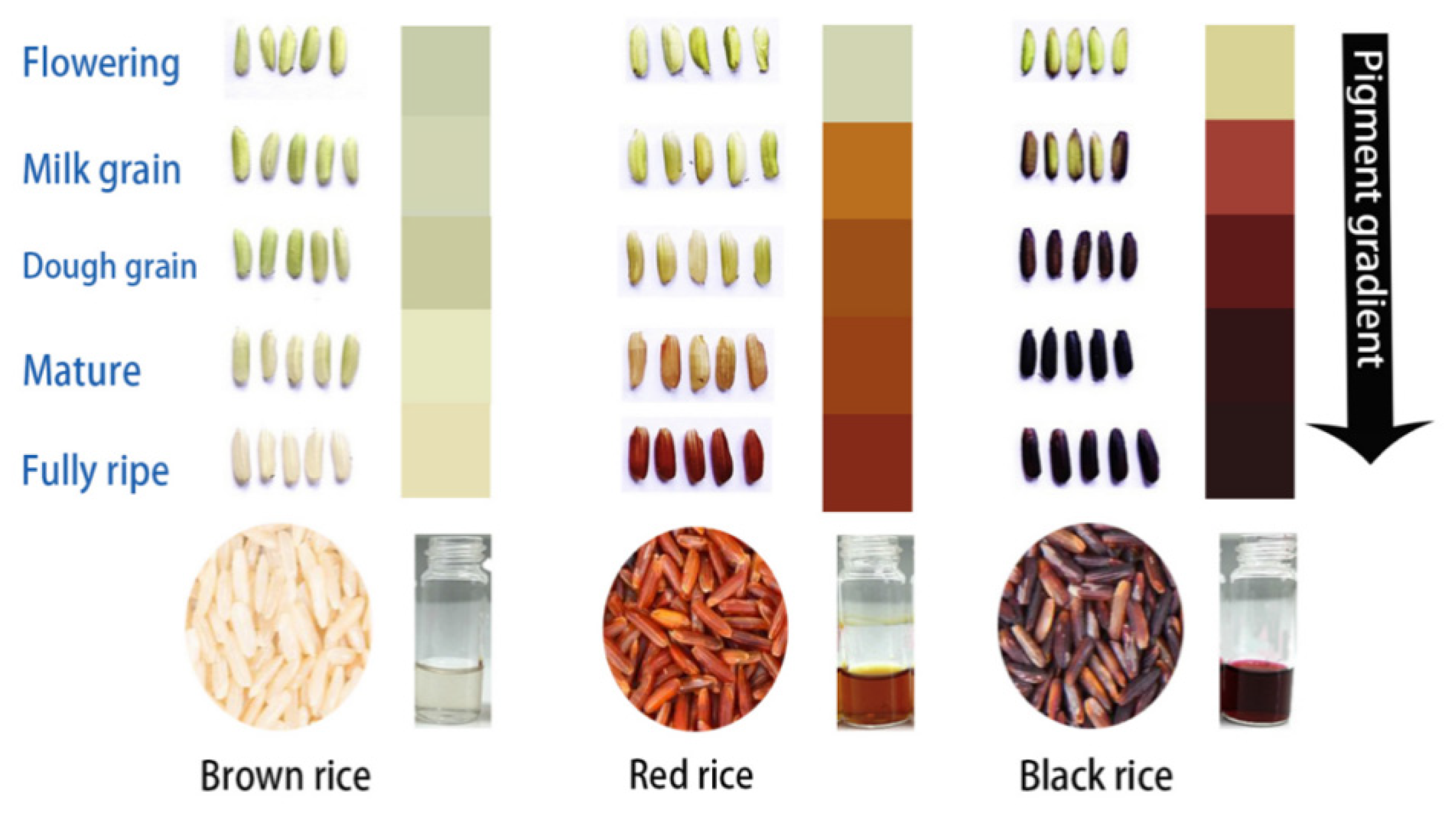 biomolecules free full text recent insights into anthocyanin pigmentation synthesis trafficking and regulatory mechanisms in rice oryza sativa l caryopsis html