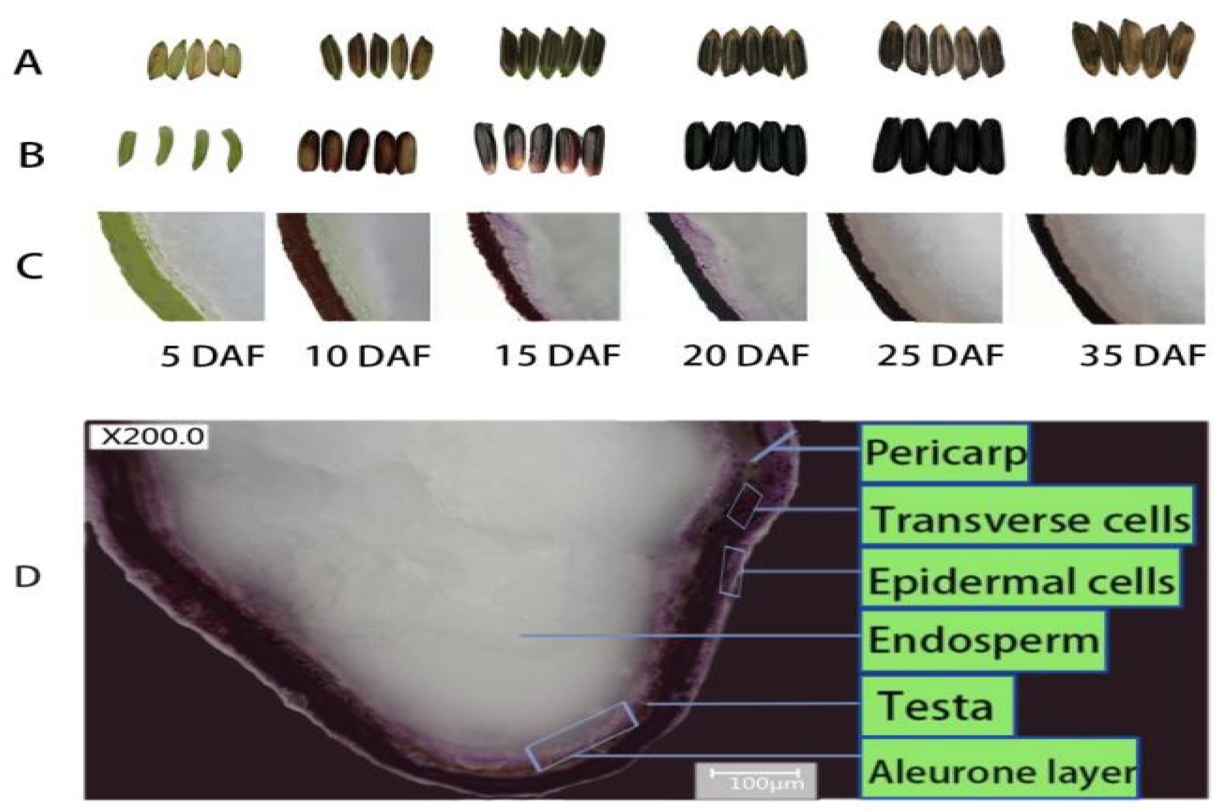biomolecules free full text recent insights into anthocyanin pigmentation synthesis trafficking and regulatory mechanisms in rice oryza sativa l caryopsis html