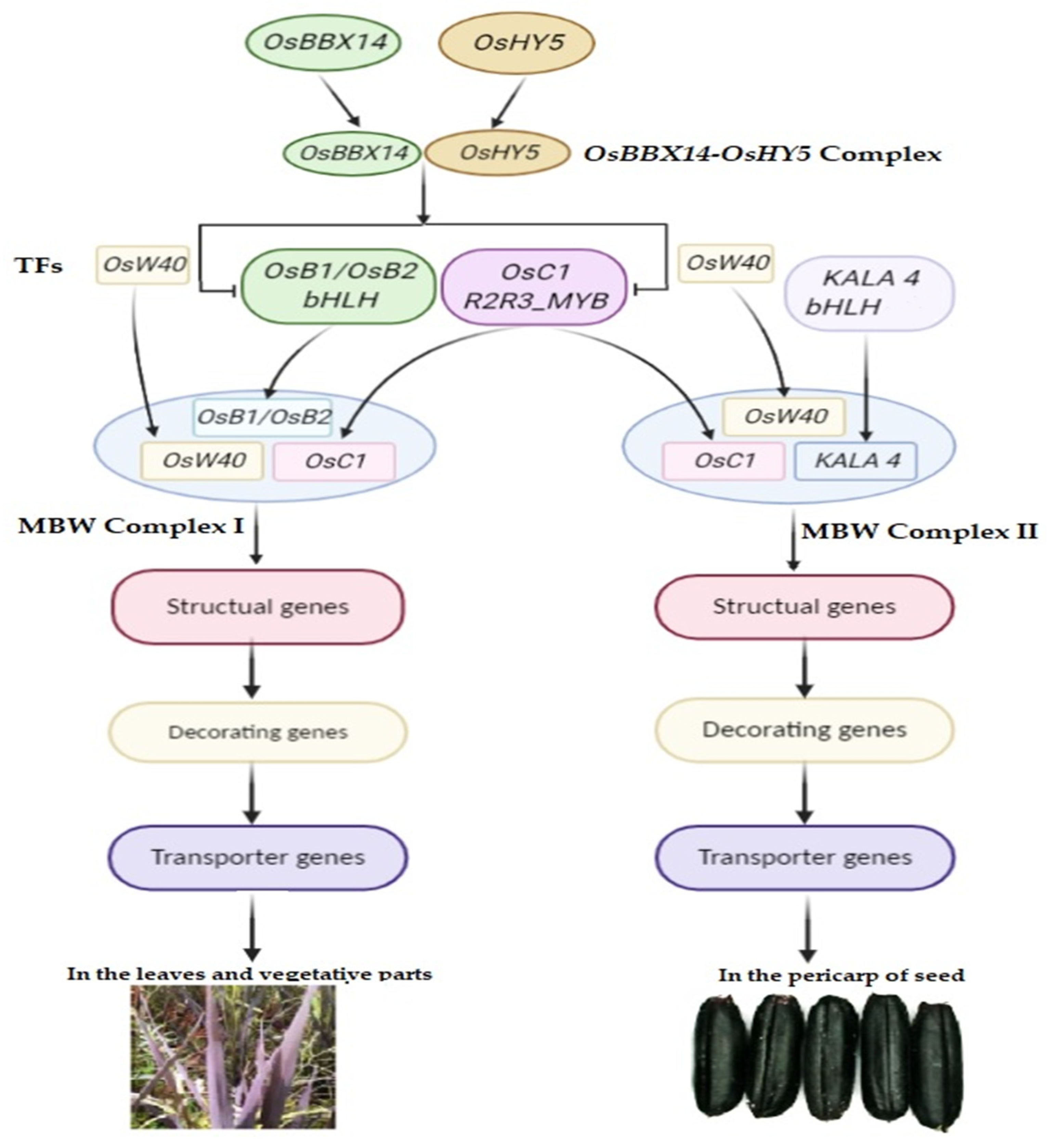 Biomolecules 11 00394 g005 Biomolecules 11 00394 g005