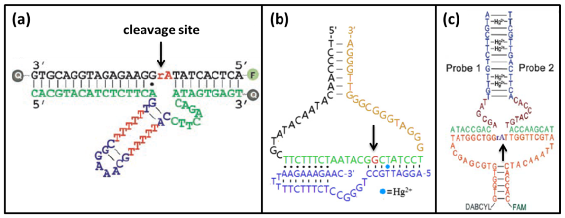 Biomolecules 11 00399 g008