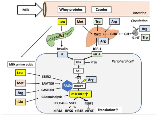Lifetime Impact of Cow's Milk on Overactivation of mTORC1 Lifetime Impact of Cow's Milk on Overactivation of mTORC1