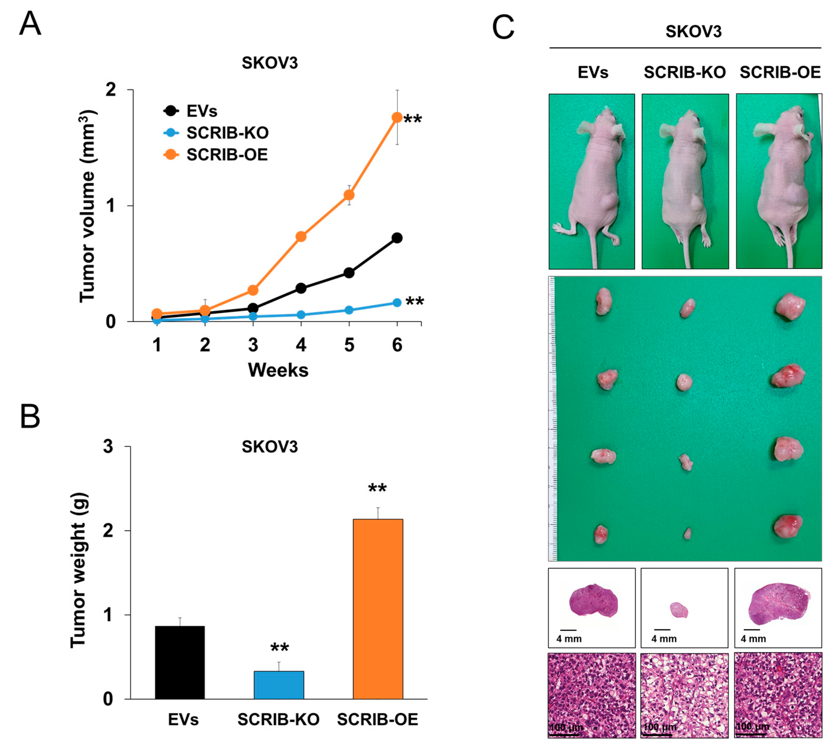 Biomolecules 11 00405 g007 Biomolecules 11 00405 g007