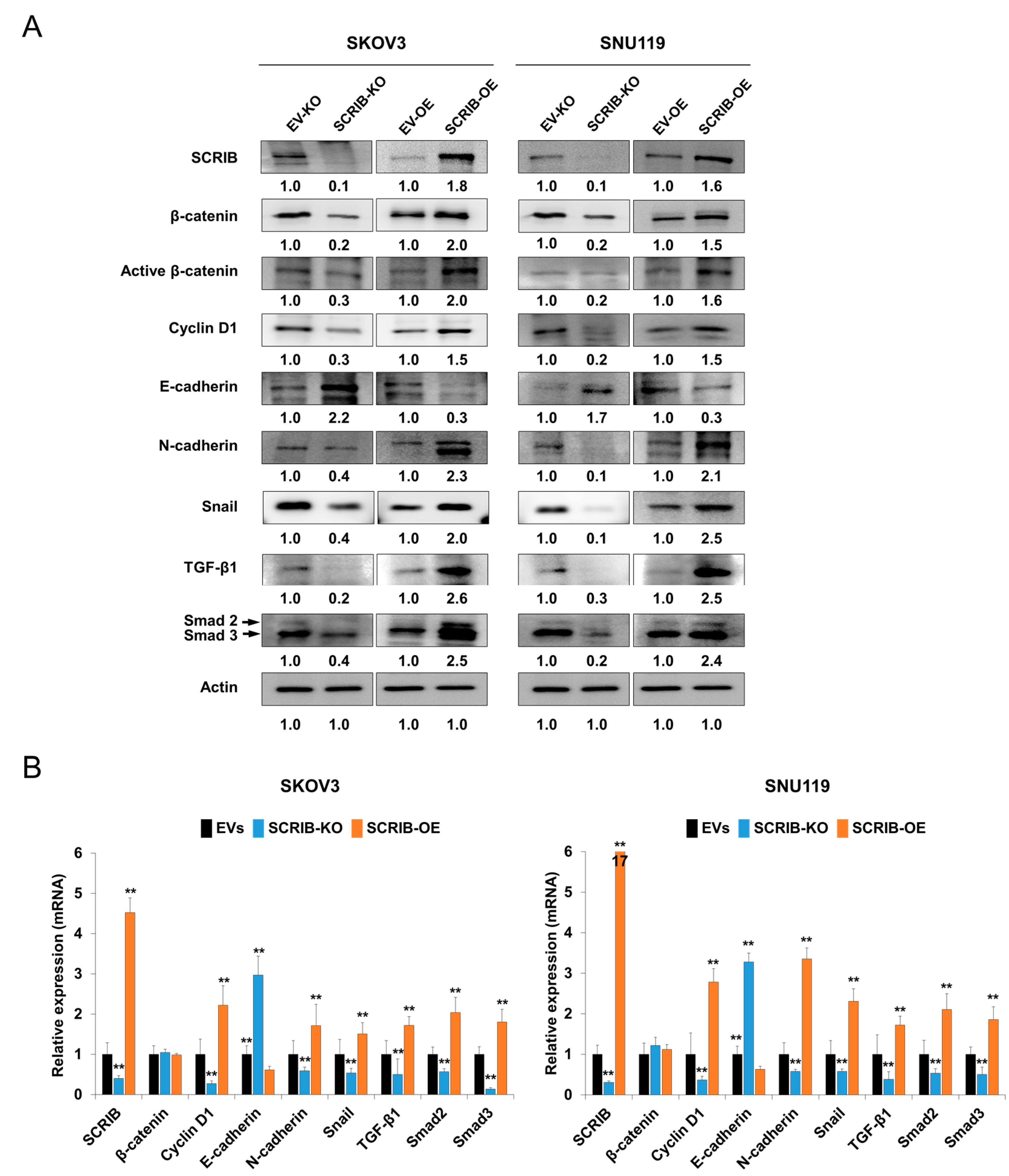 Biomolecules 11 00405 g008 Biomolecules 11 00405 g008
