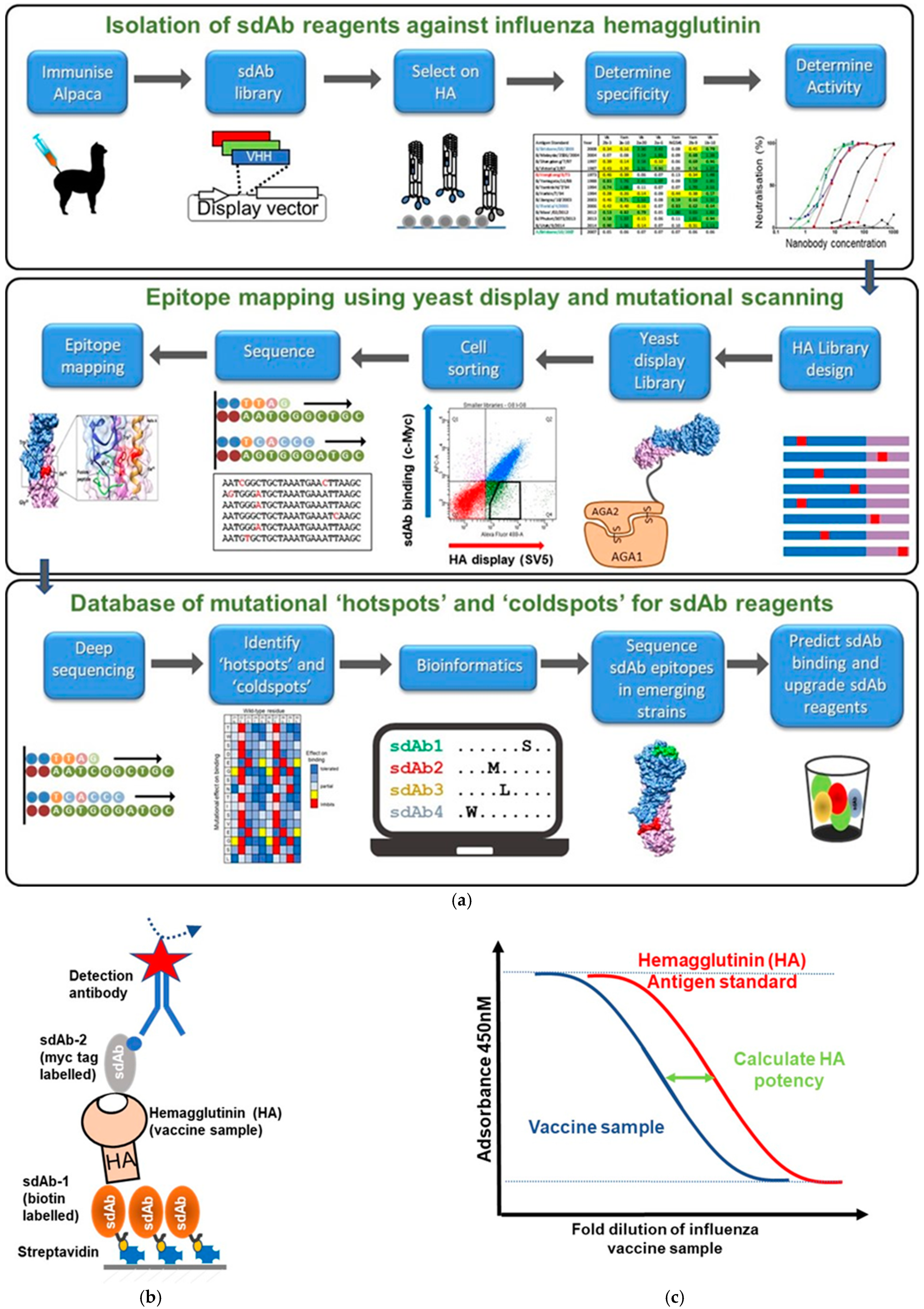 Biomolecules 11 00407 g004 Biomolecules 11 00407 g004