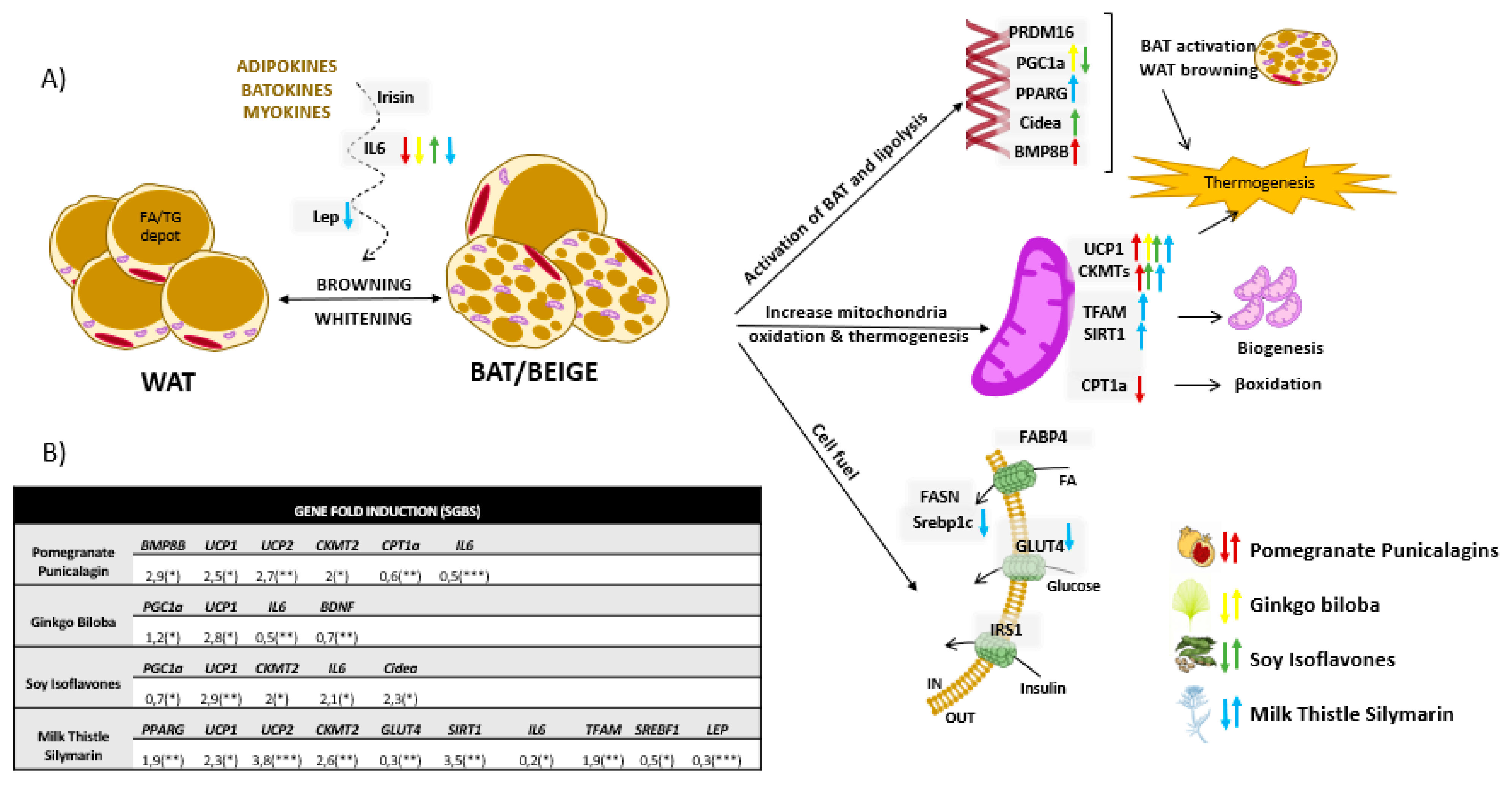 Biomolecules 11 00412 g004 Biomolecules 11 00412 g004