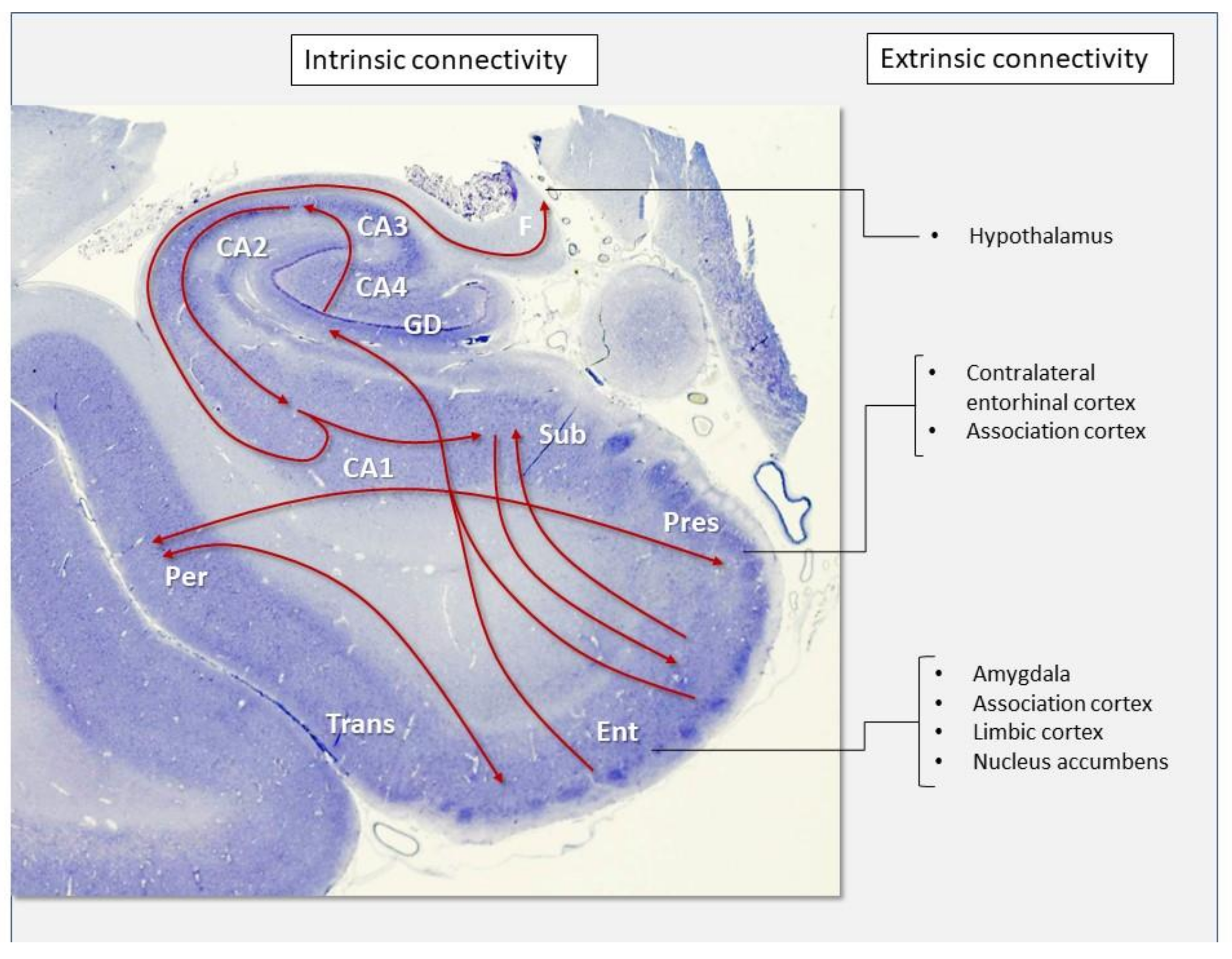 Biomolecules 11 00413 g007 Biomolecules 11 00413 g007
