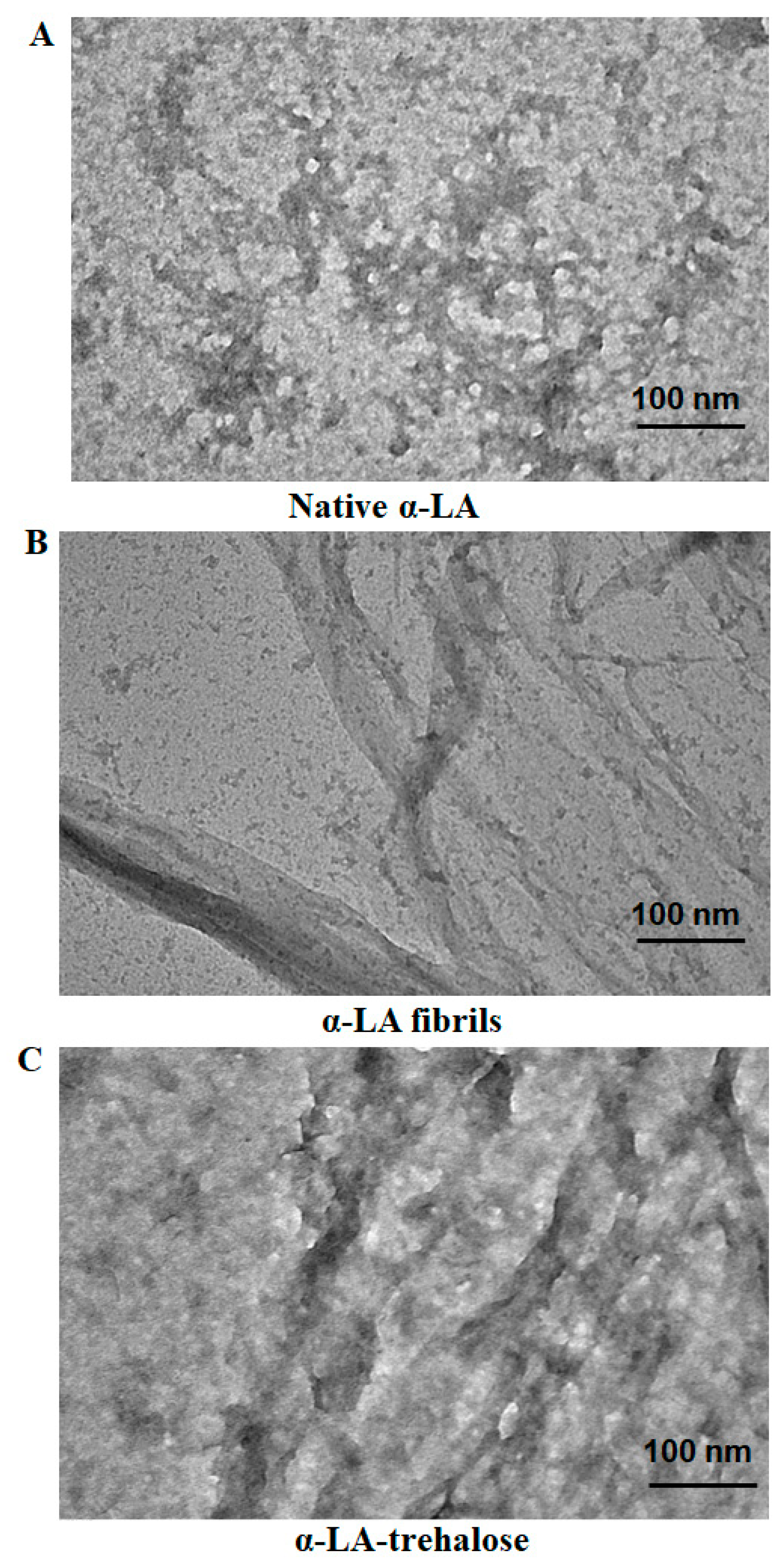 Biomolecules 11 00414 g005