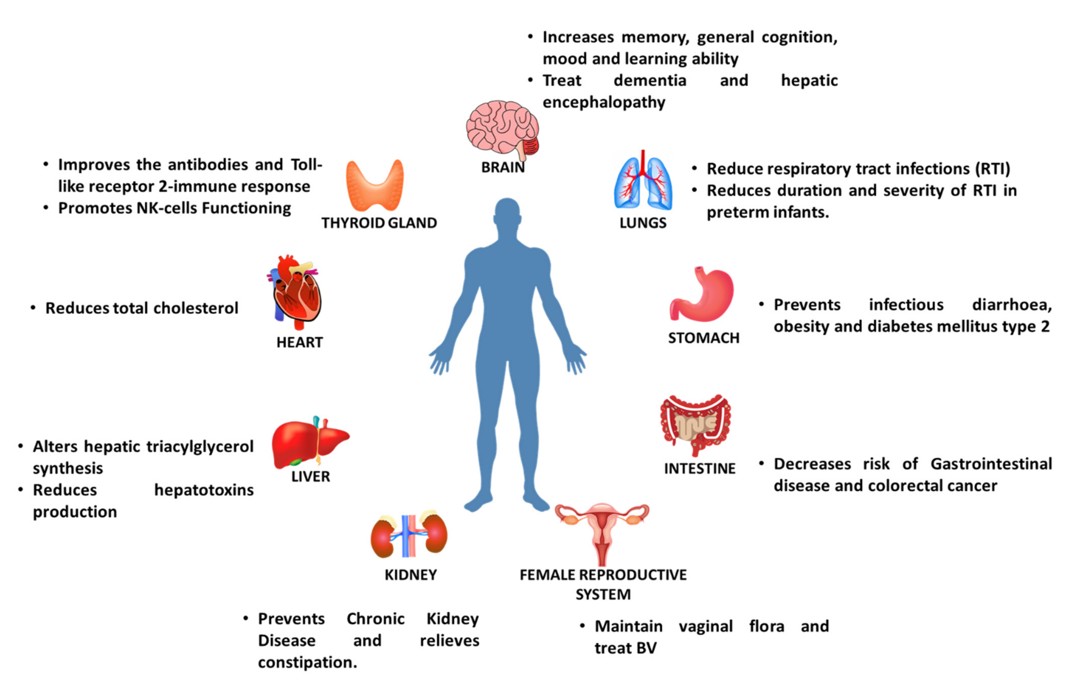 fungsi prebiotik