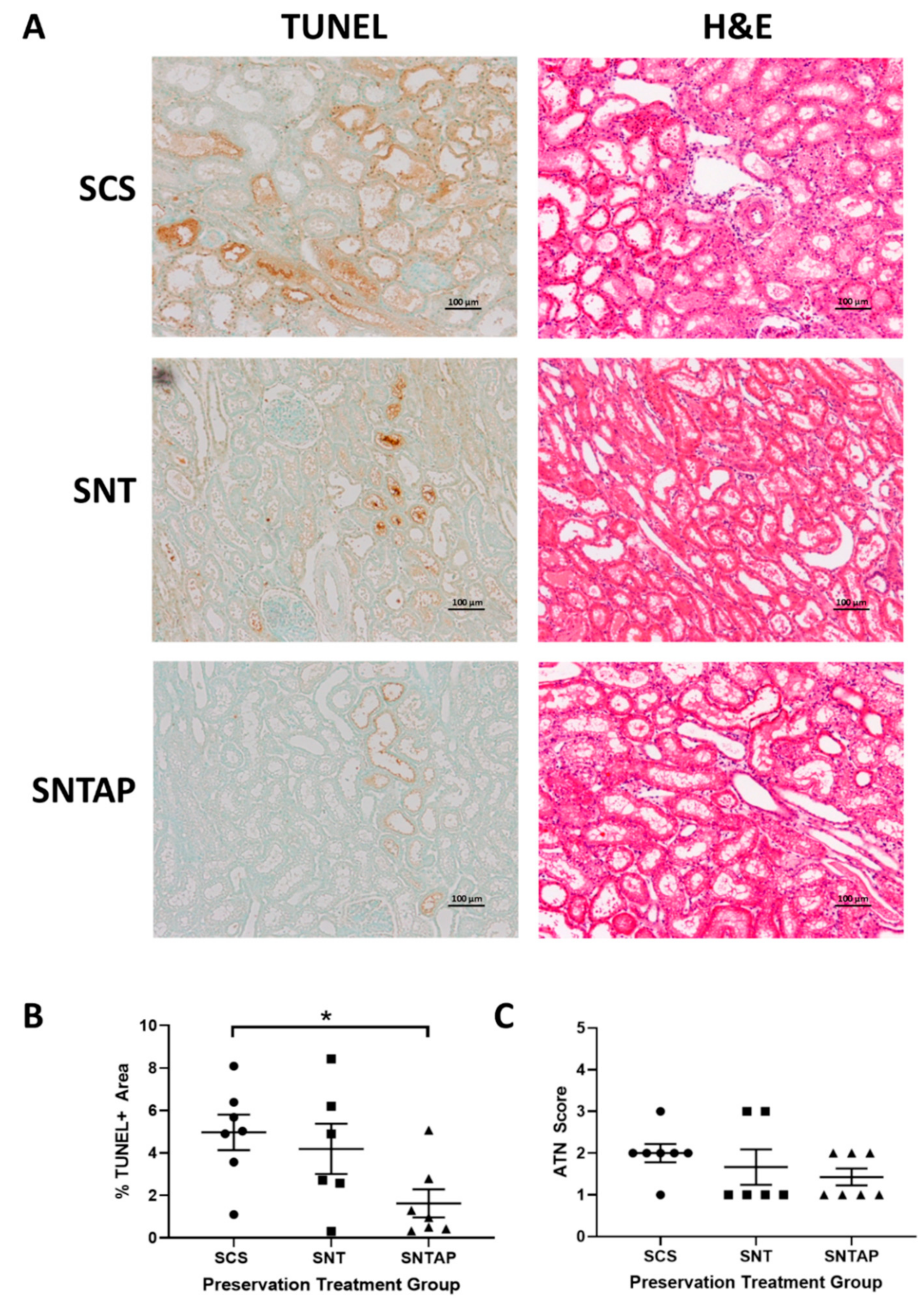 Biomolecules 11 00446 g003 Biomolecules 11 00446 g003