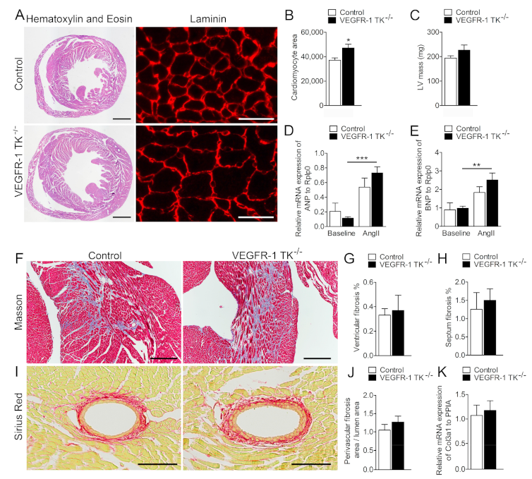 Biomolecules 11 00452 g004 Biomolecules 11 00452 g004