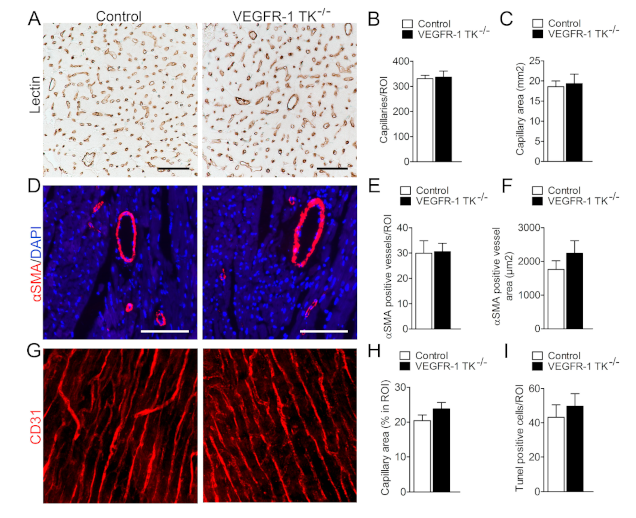 Biomolecules 11 00452 g005 Biomolecules 11 00452 g005