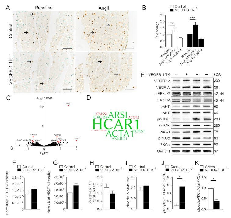 Biomolecules 11 00452 g006 Biomolecules 11 00452 g006