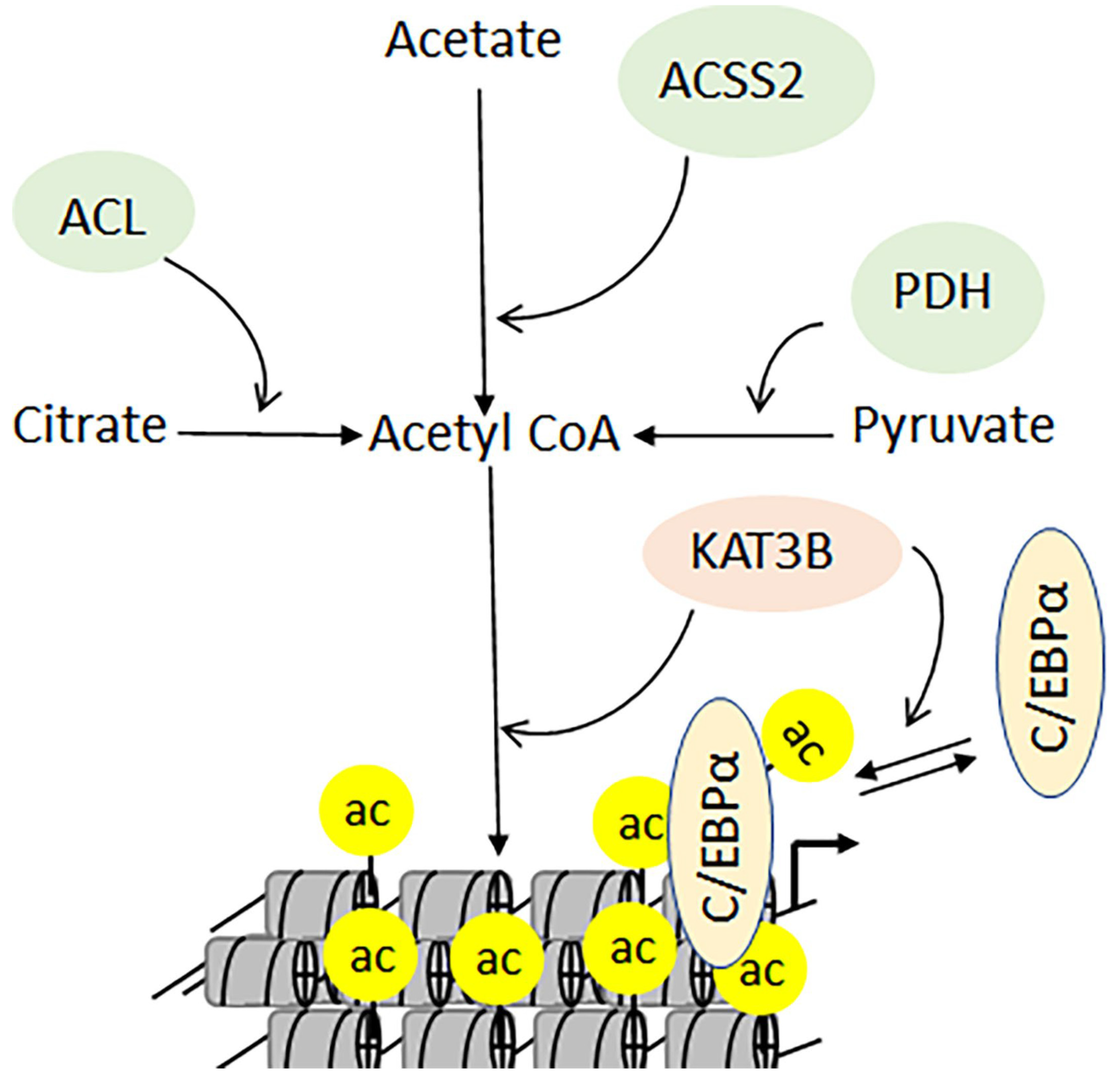 Biomolecules 11 00455 g009 Biomolecules 11 00455 g009