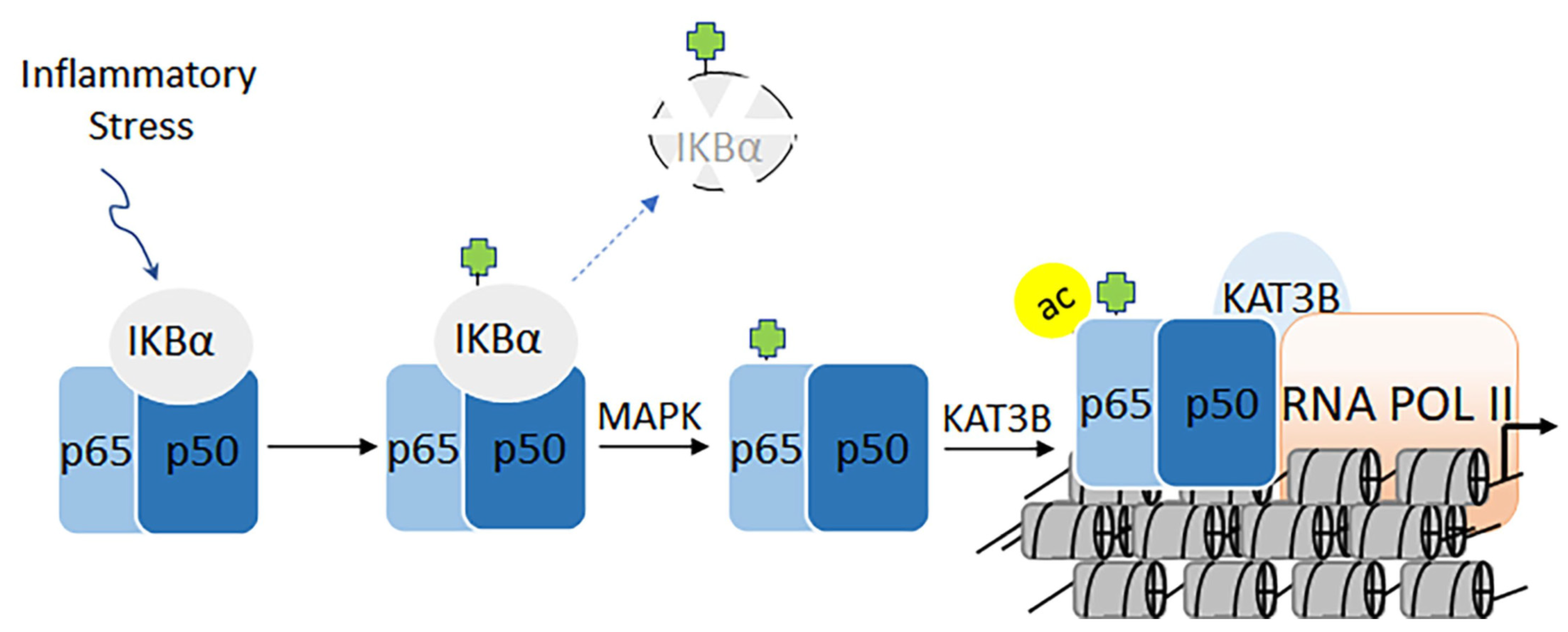 Biomolecules 11 00455 g011 Biomolecules 11 00455 g011