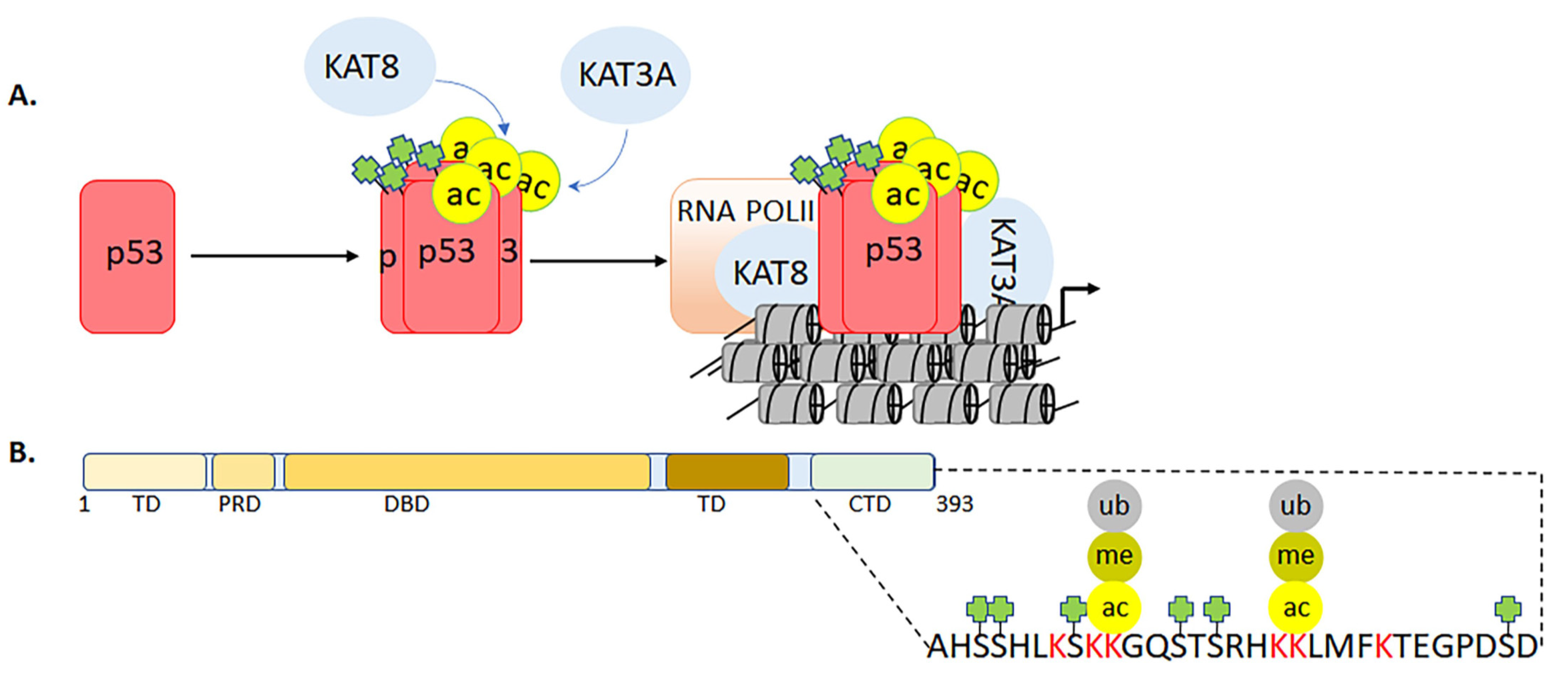 Biomolecules 11 00455 g012 Biomolecules 11 00455 g012
