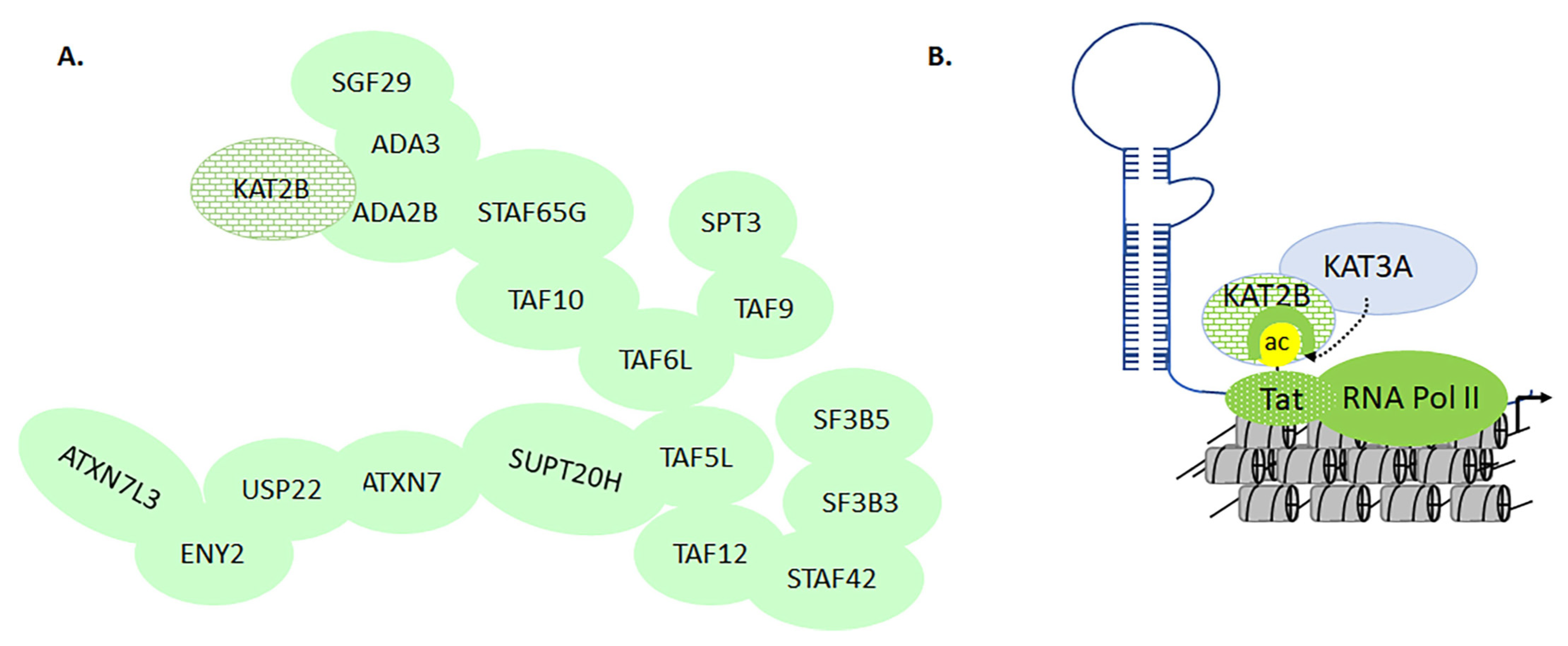 Biomolecules 11 00455 g014 Biomolecules 11 00455 g014