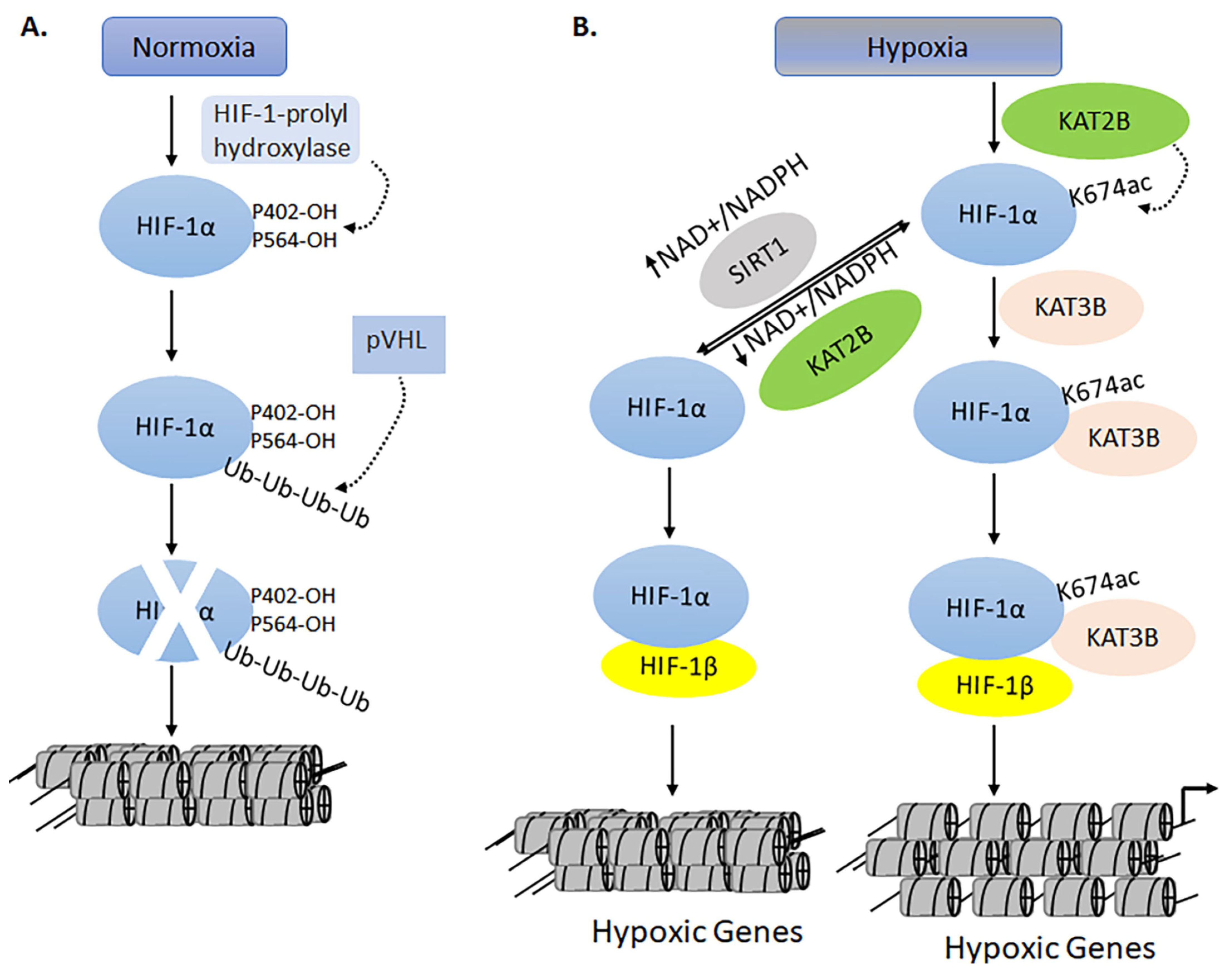 Biomolecules 11 00455 g015 Biomolecules 11 00455 g015