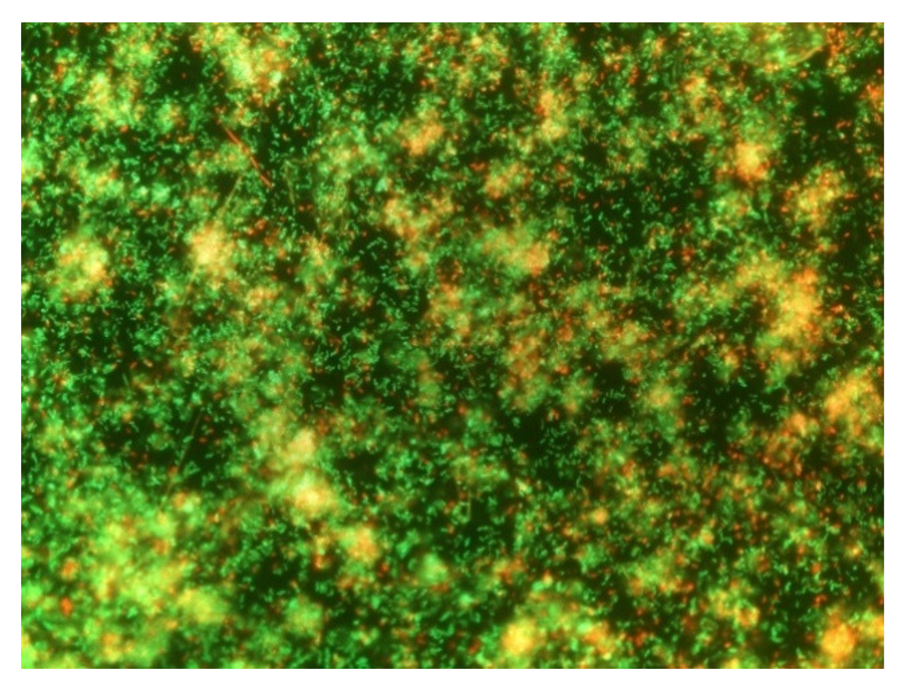 Biomolecules 11 00475 g001 Biomolecules 11 00475 g001