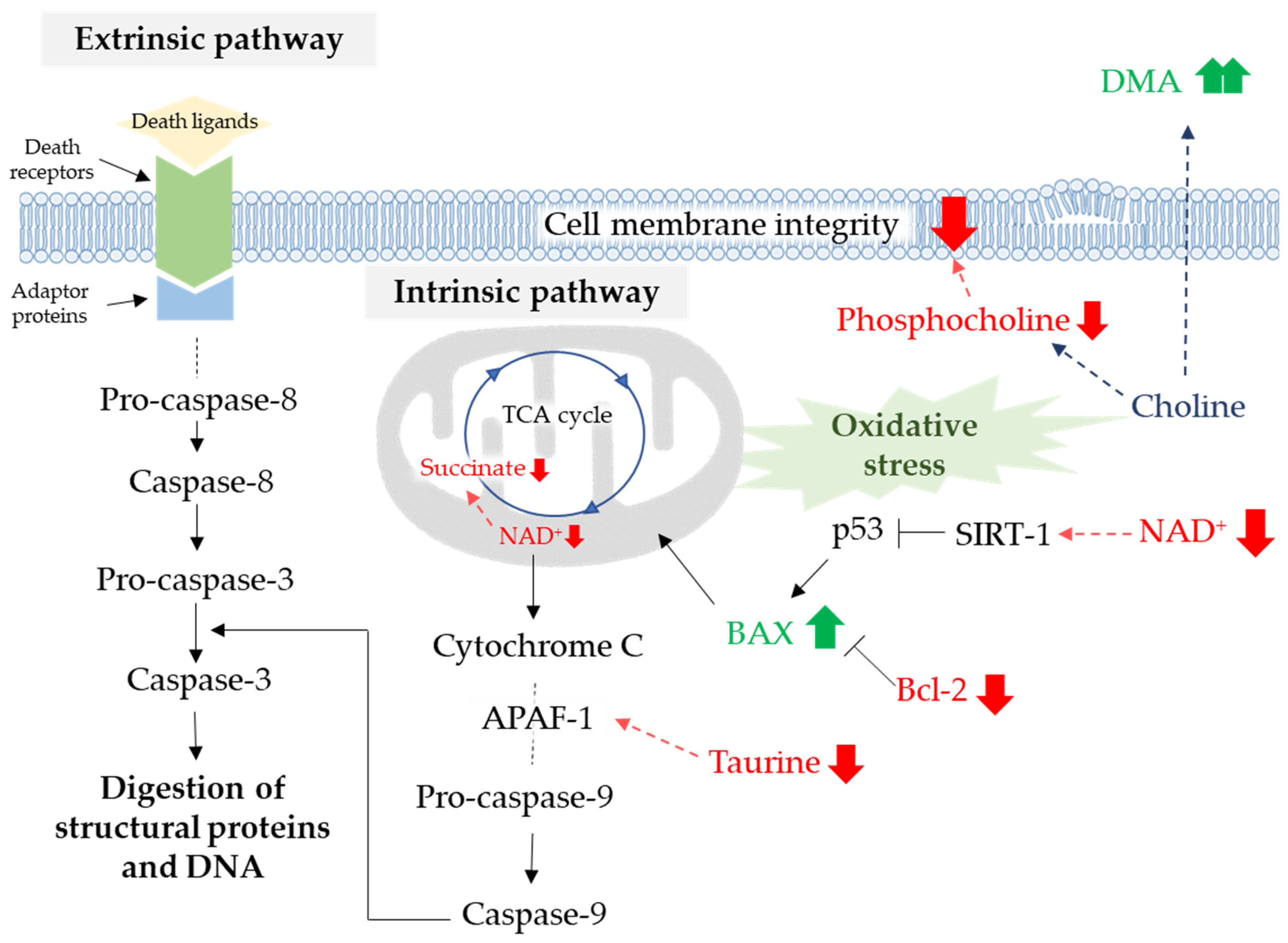 Biomolecules 11 00476 g008