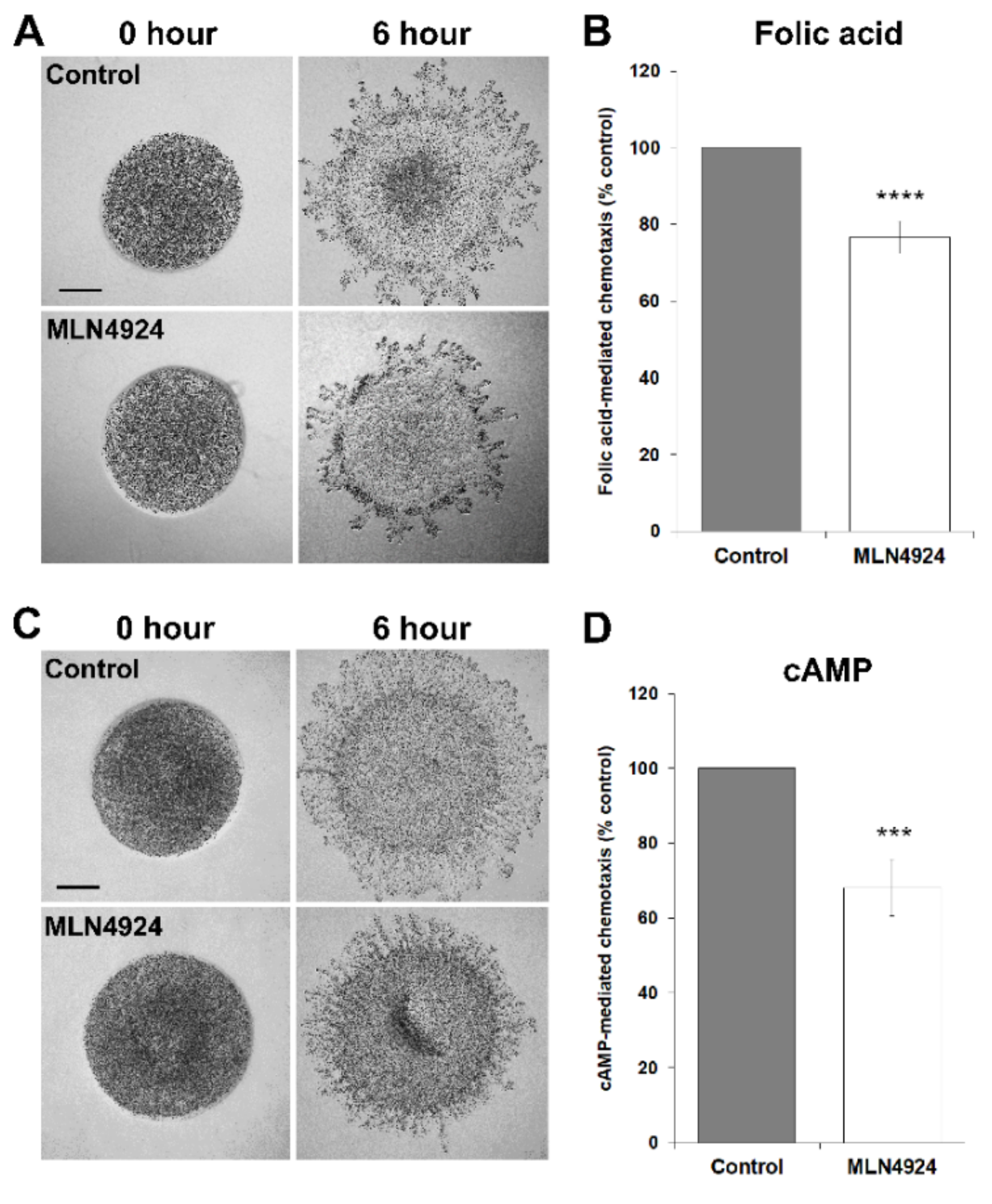 Biomolecules 11 00482 g004 Biomolecules 11 00482 g004