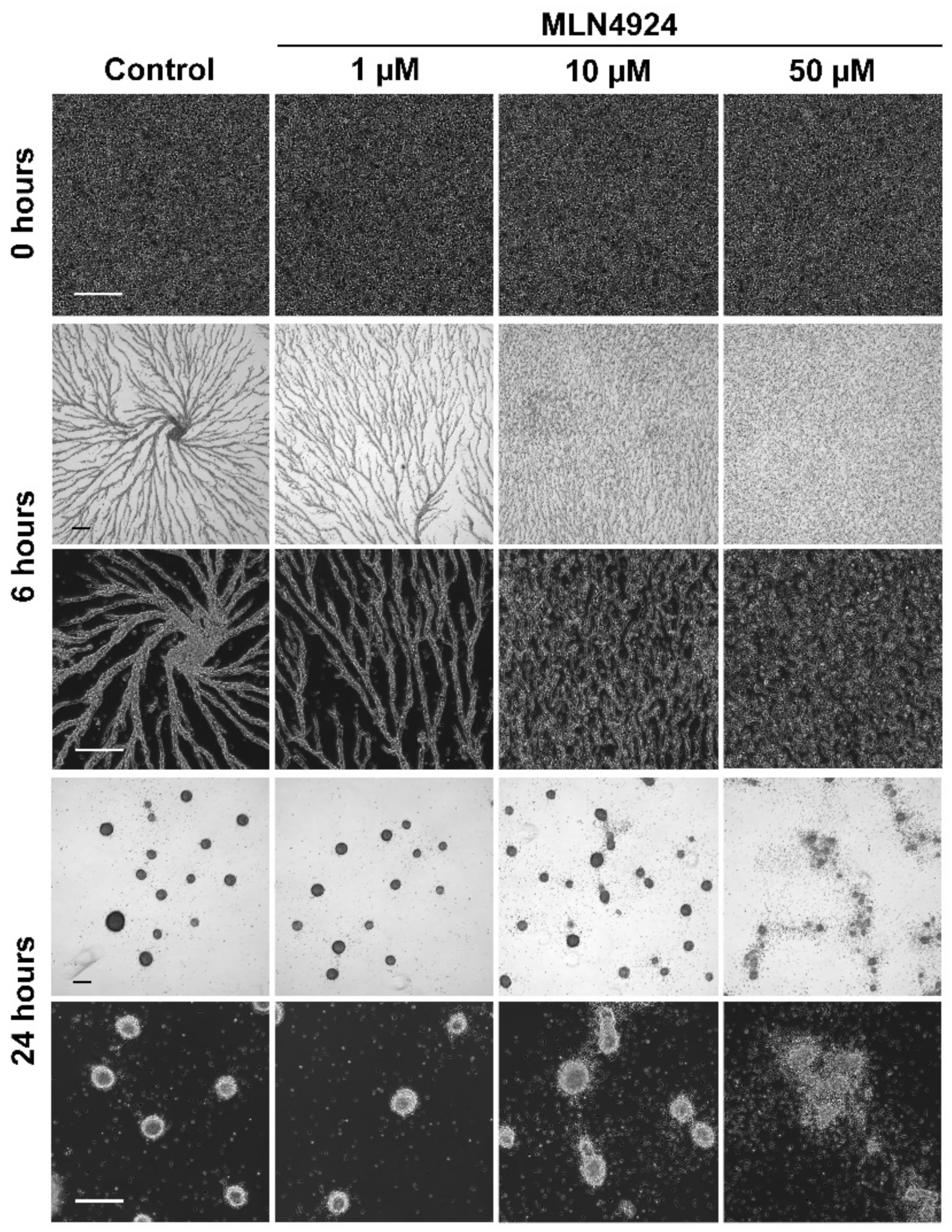 Biomolecules 11 00482 g005 Biomolecules 11 00482 g005
