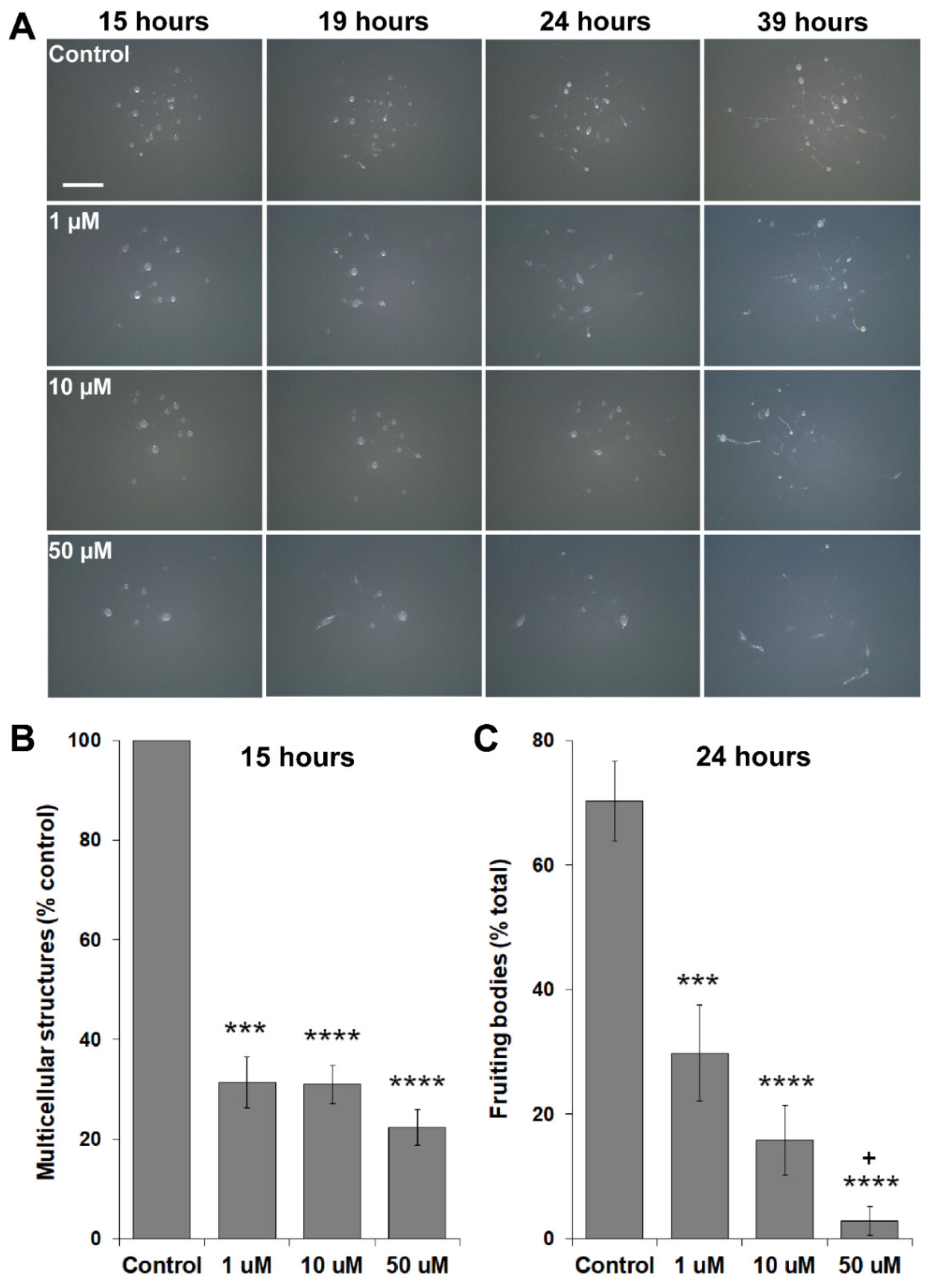 Biomolecules 11 00482 g007 Biomolecules 11 00482 g007