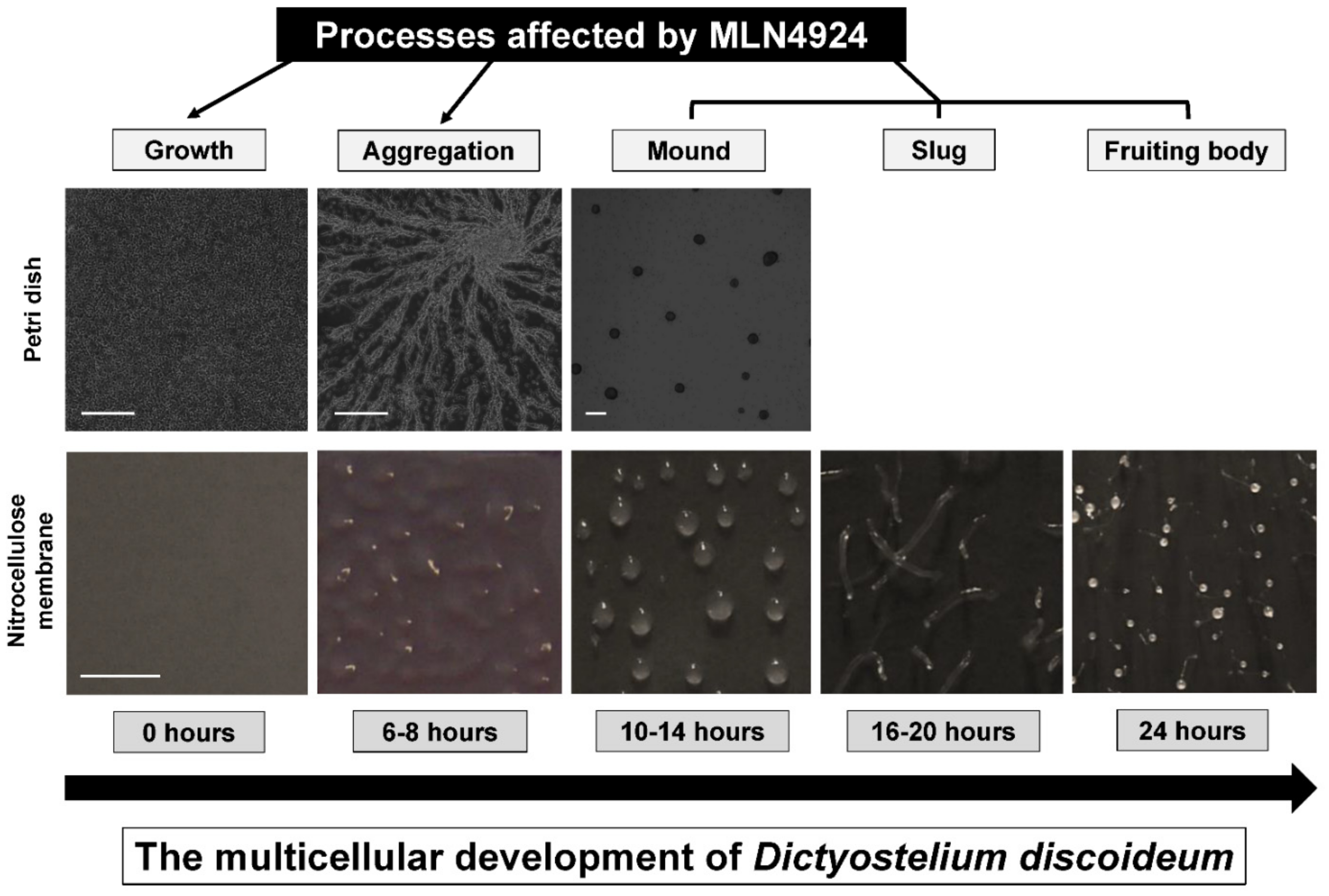 Biomolecules 11 00482 g008 Biomolecules 11 00482 g008