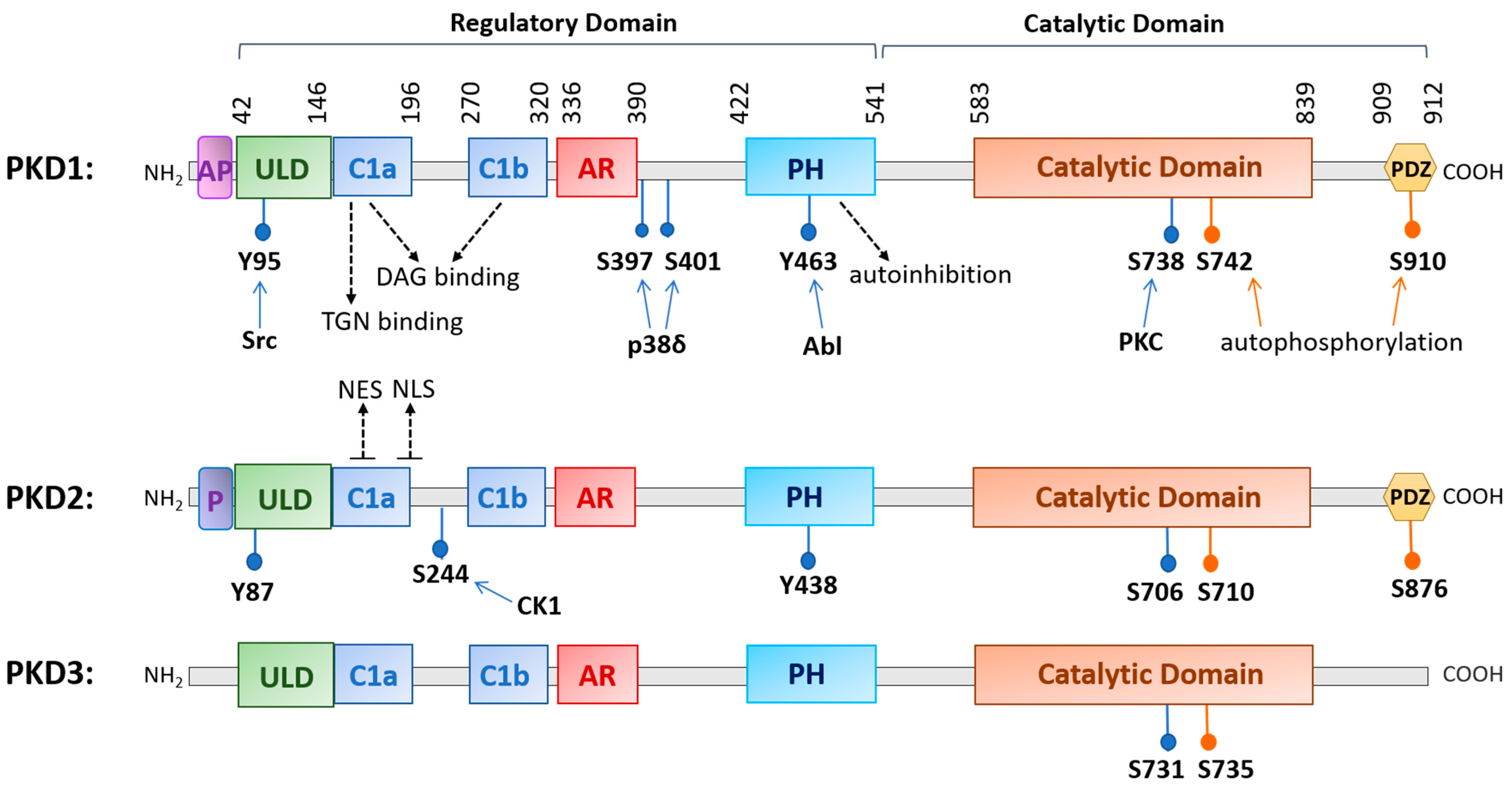 Biomolecules 11 00483 g001 Biomolecules 11 00483 g001
