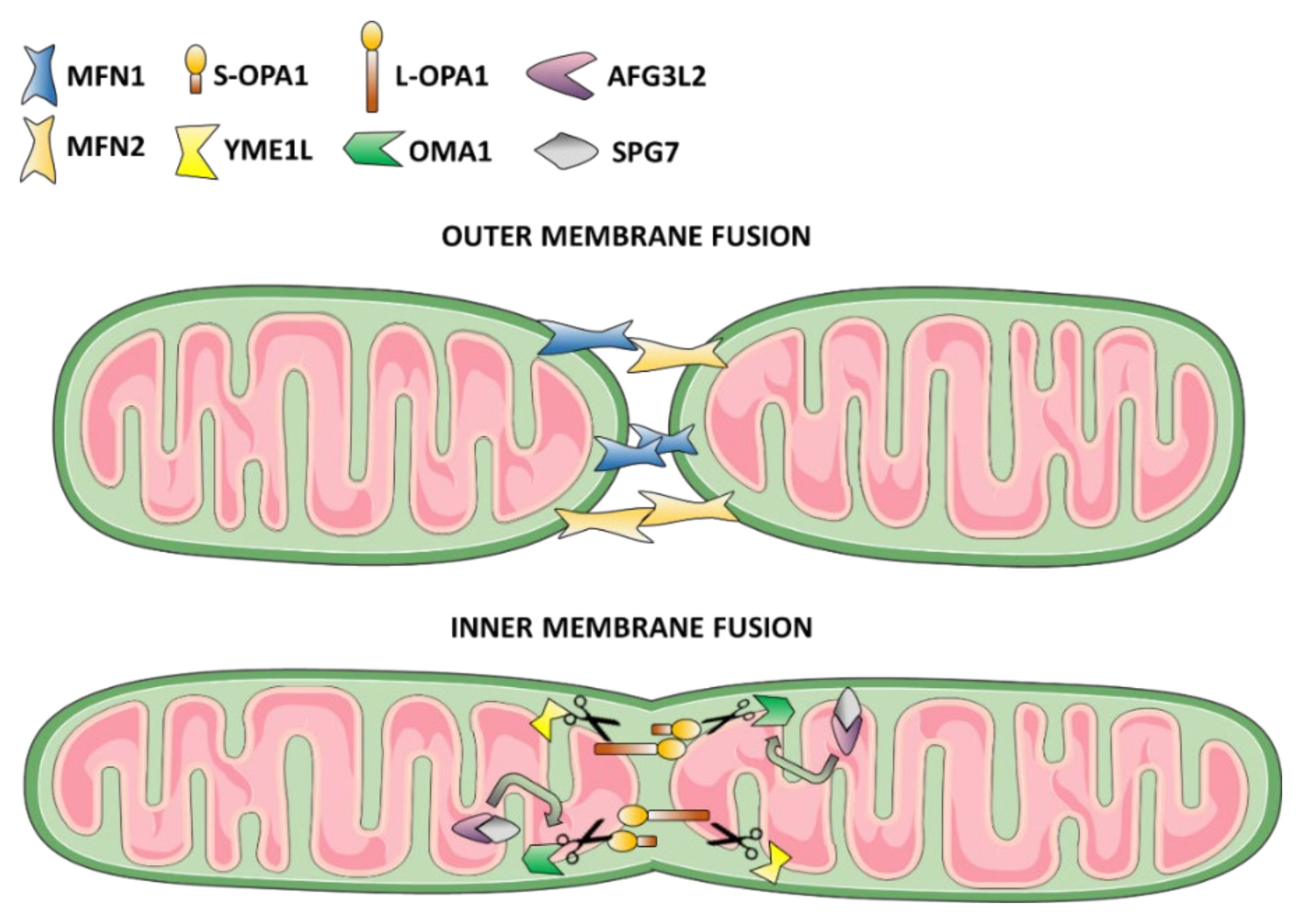Biomolecules 11 00496 g002 Biomolecules 11 00496 g002