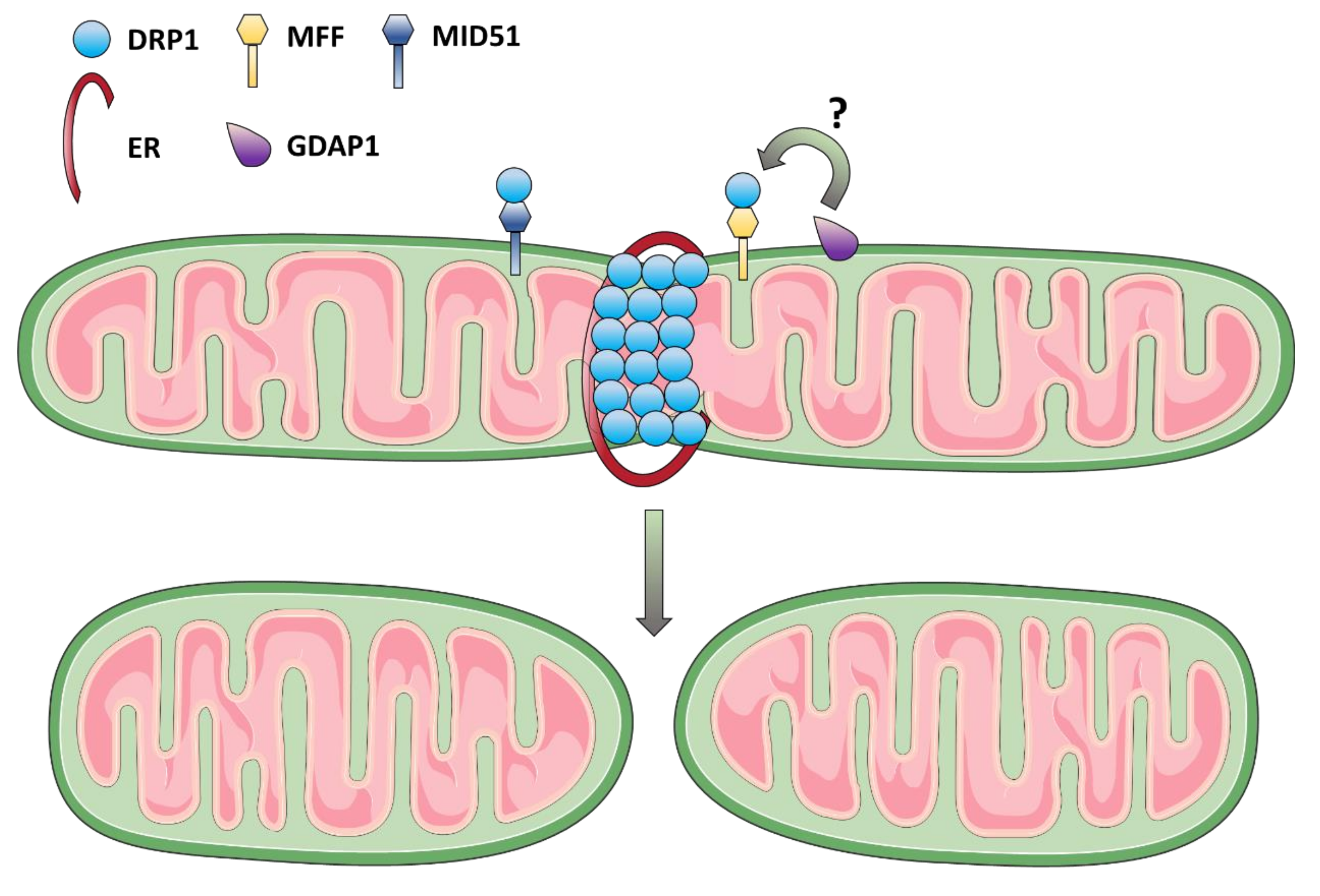 Biomolecules 11 00496 g003 Biomolecules 11 00496 g003