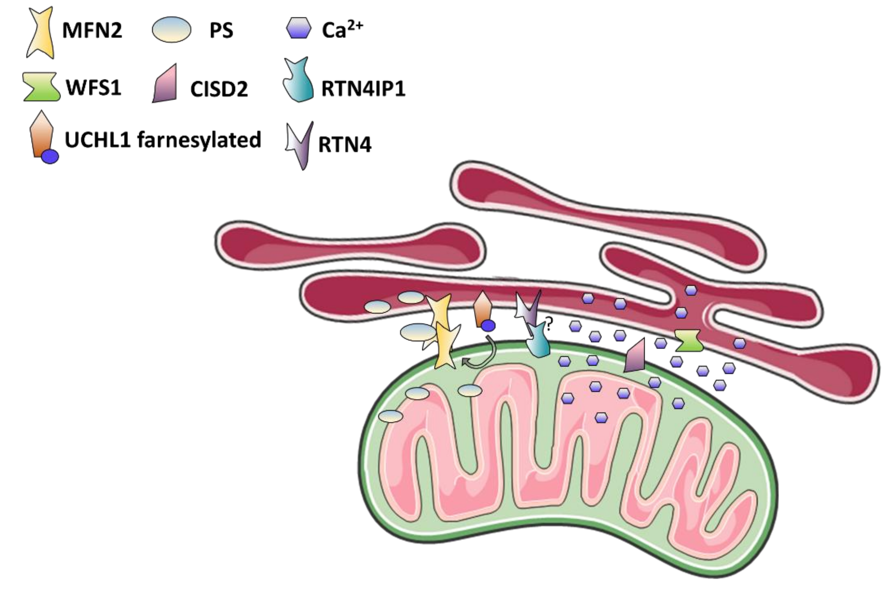 Biomolecules 11 00496 g004 Biomolecules 11 00496 g004