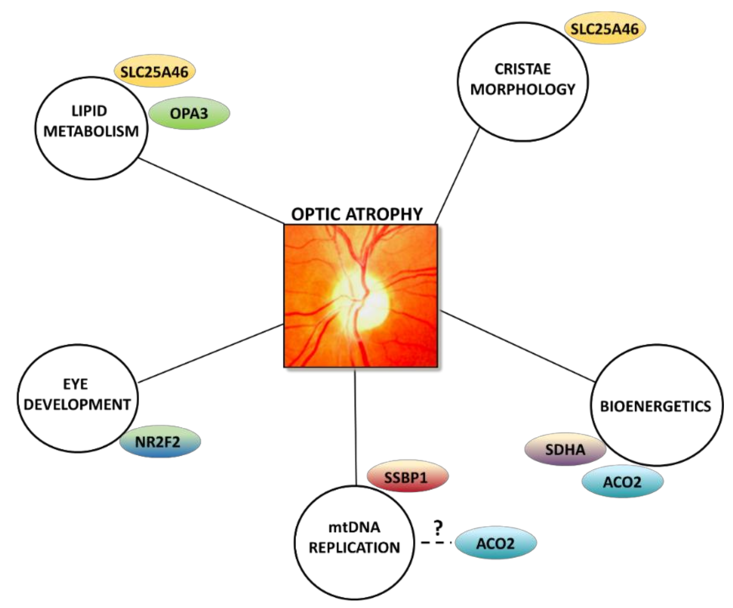 Biomolecules 11 00496 g005 Biomolecules 11 00496 g005