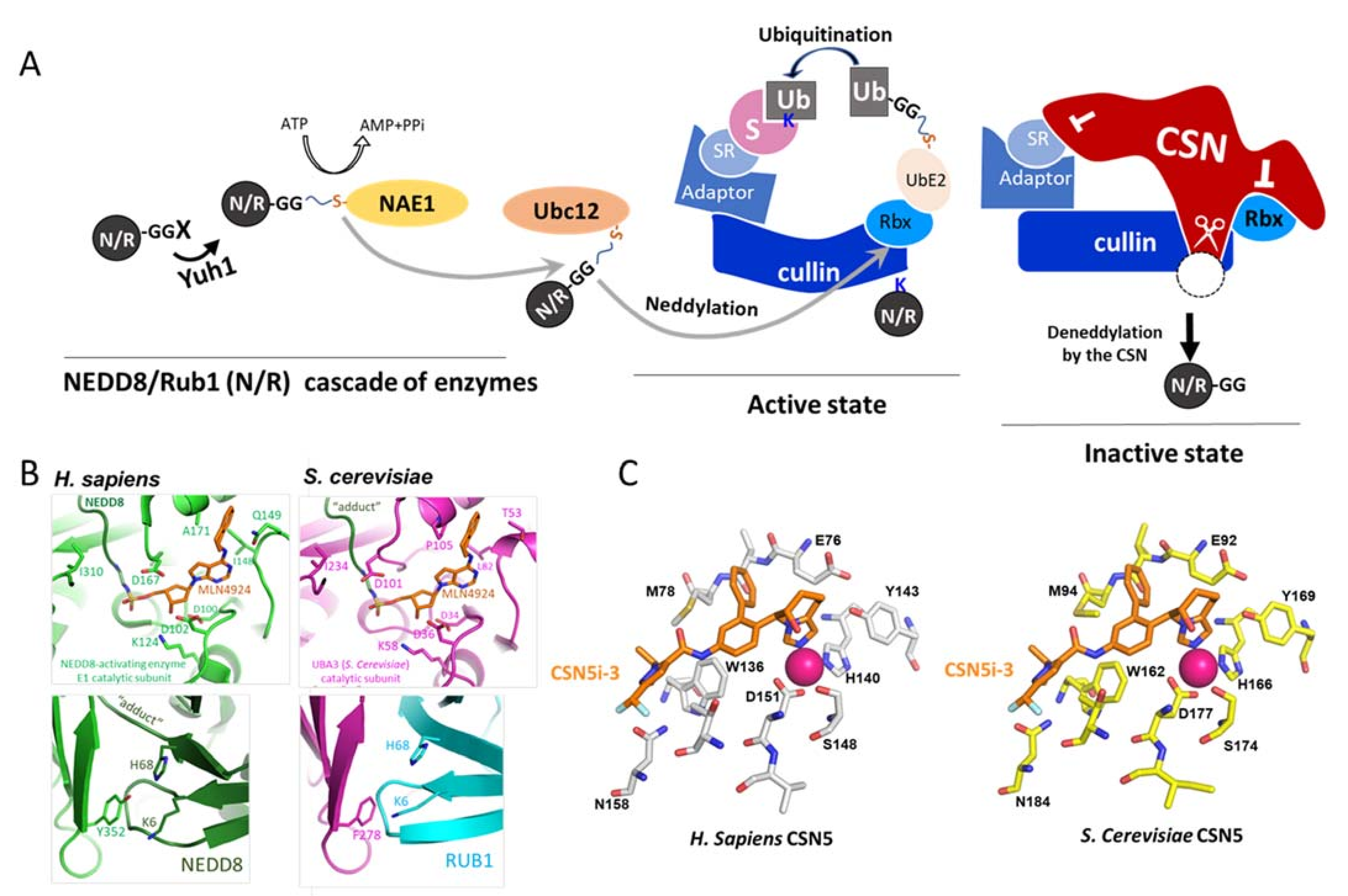 Biomolecules 11 00497 g001