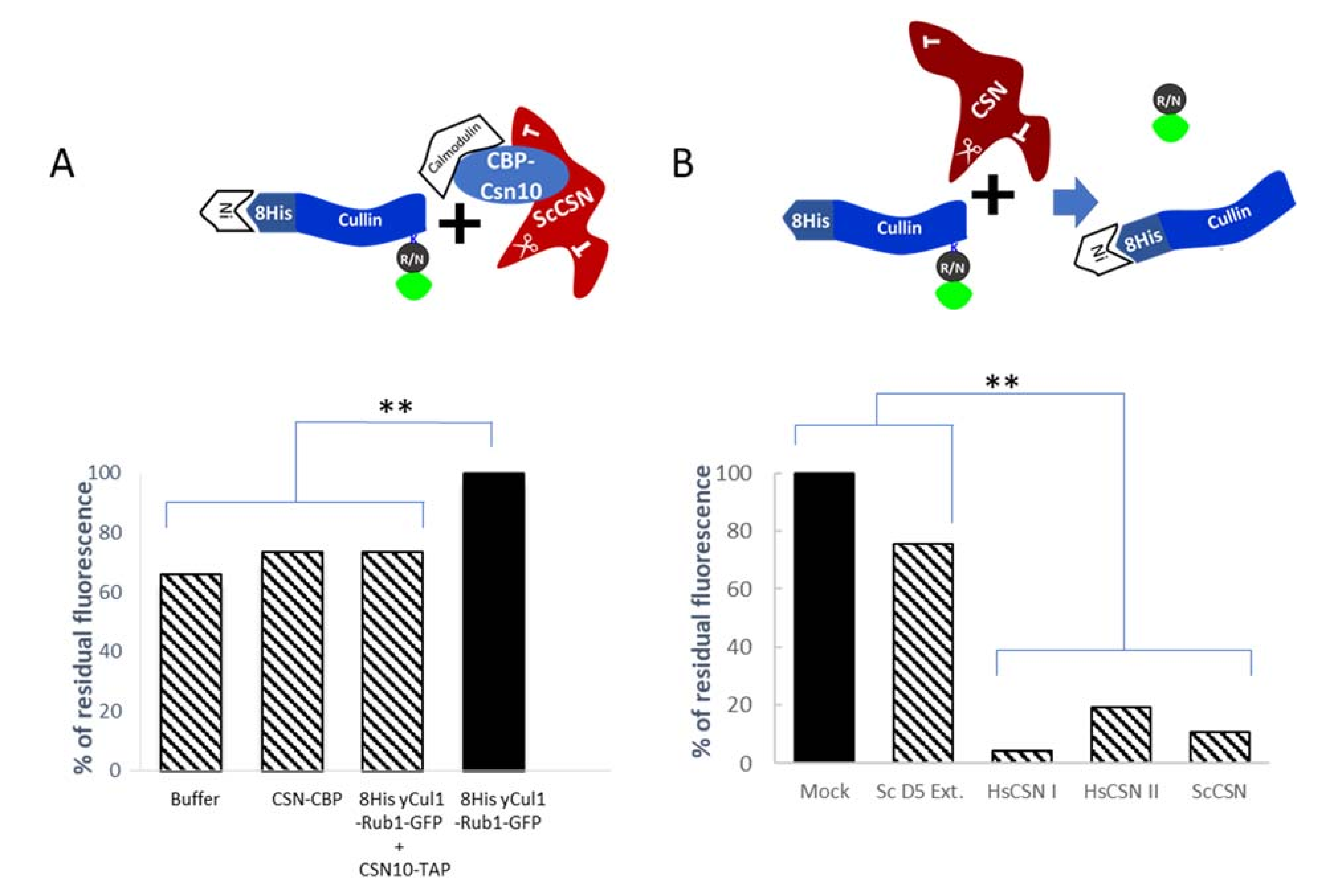 Biomolecules 11 00497 g004