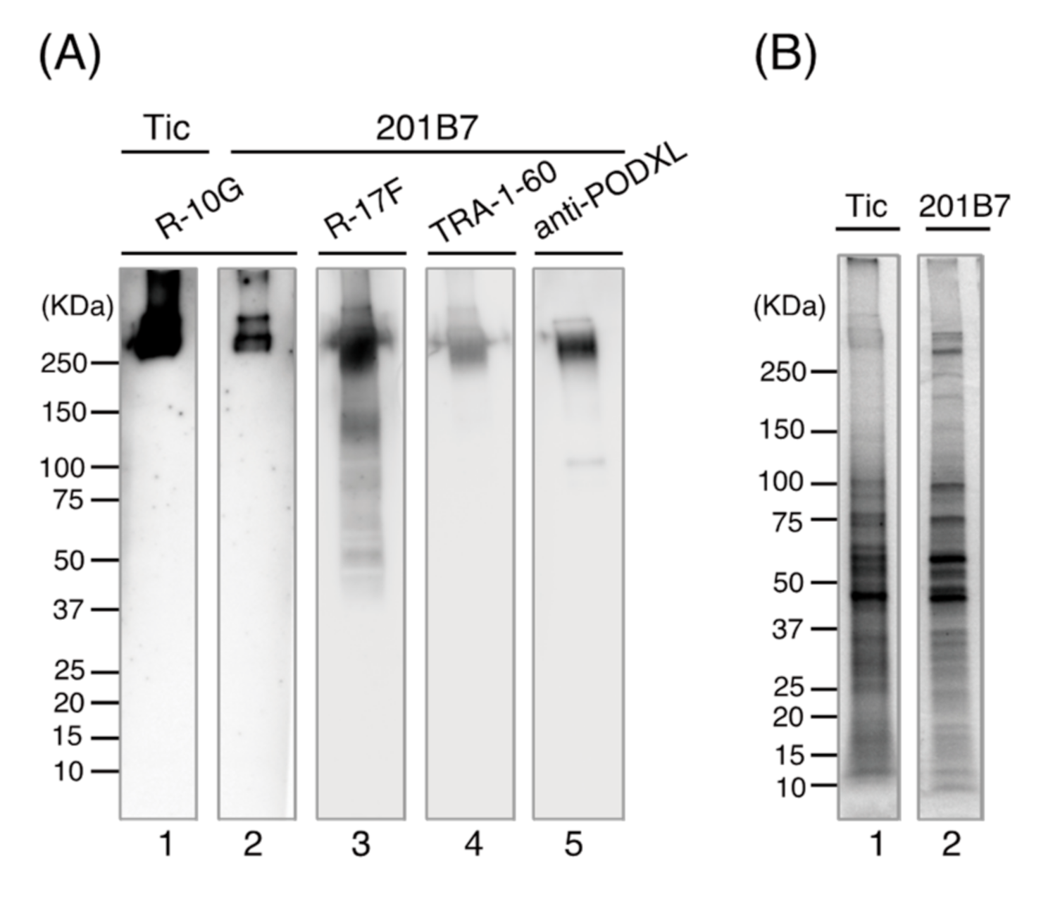 Biomolecules 11 00508 g001 Biomolecules 11 00508 g001