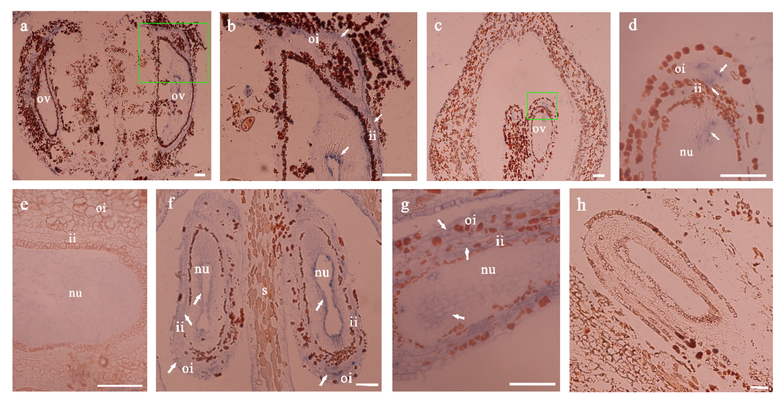 Biomolecules 11 00515 g006