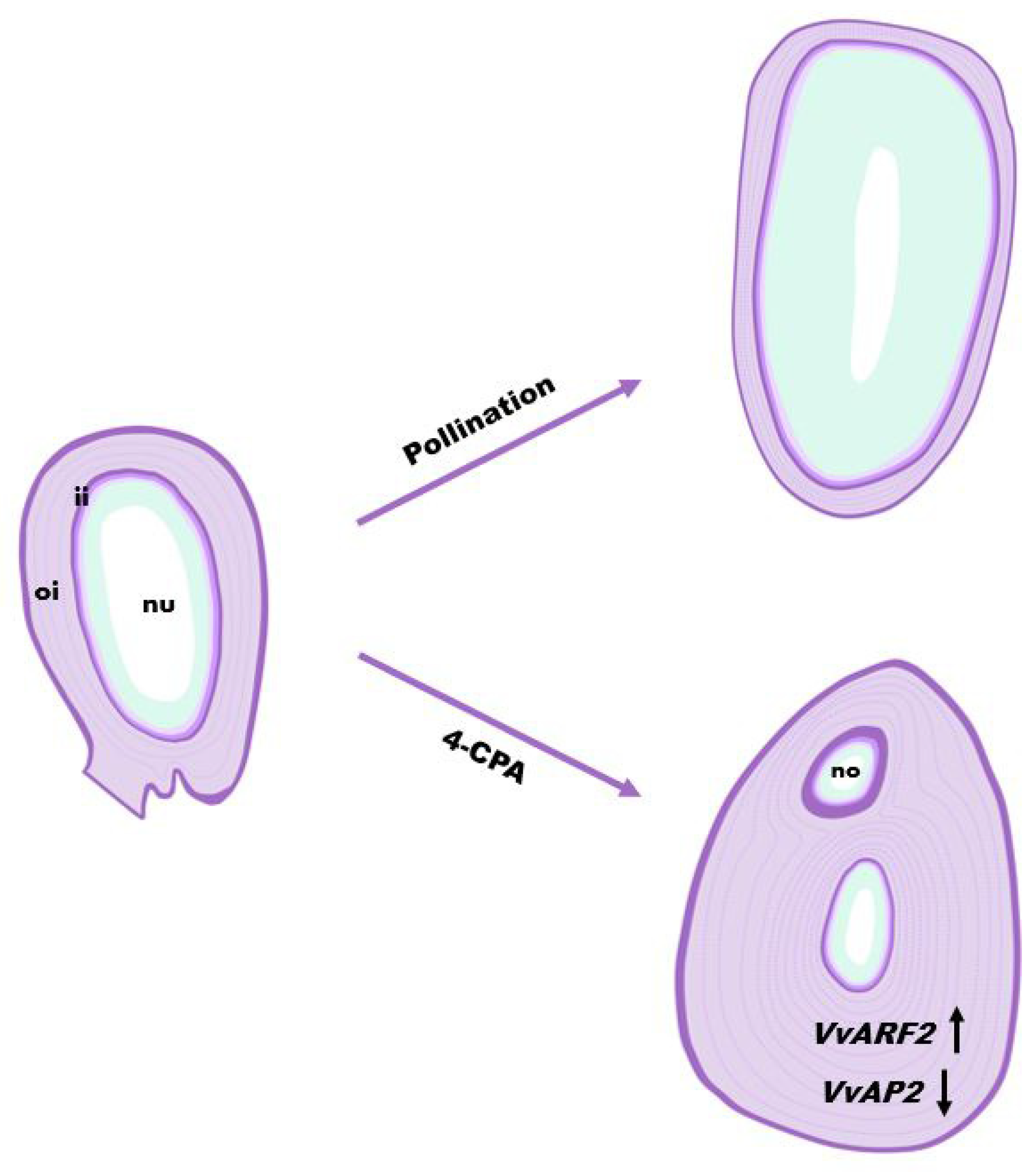 Biomolecules 11 00515 g007