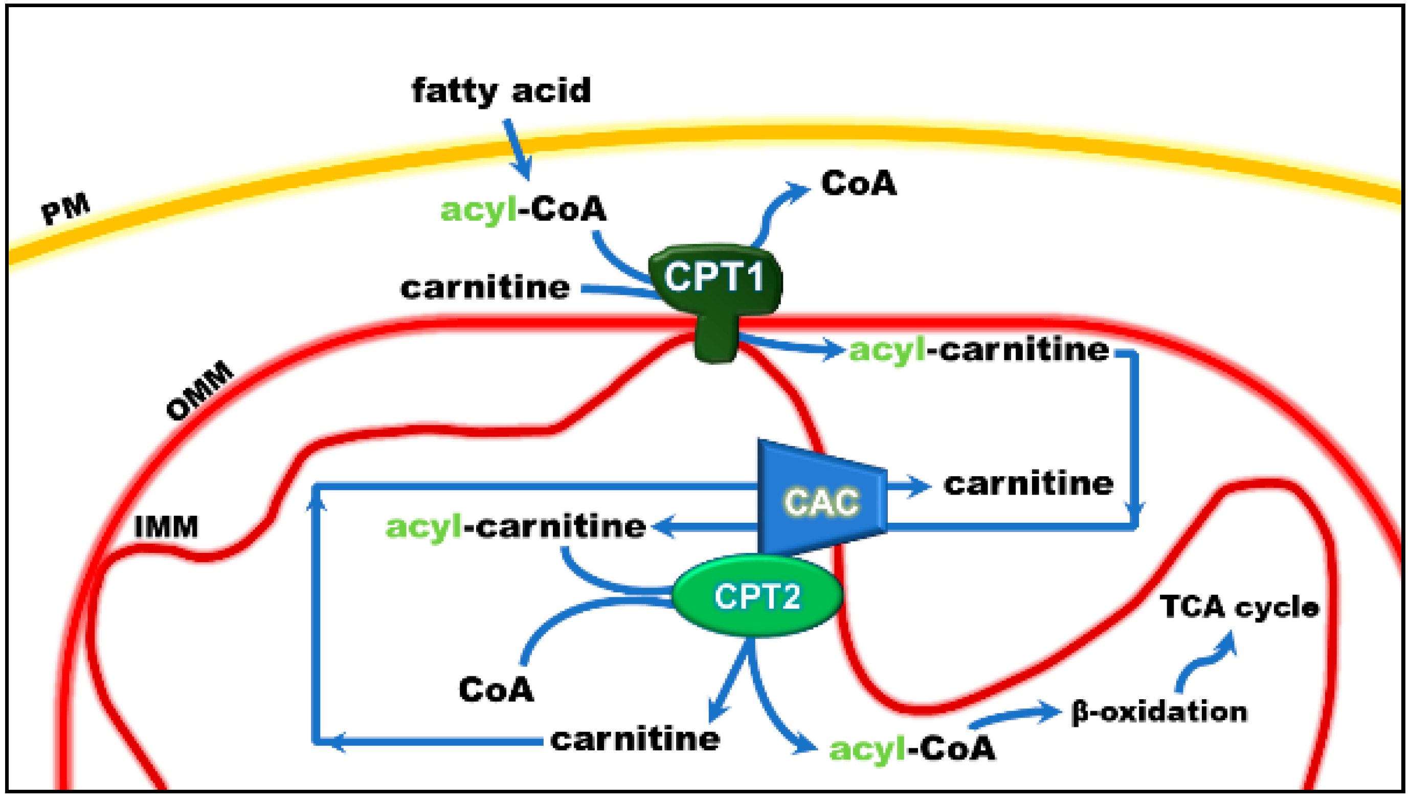 Biomolecules Free FullText The Mitochondrial Carnitine Acyl