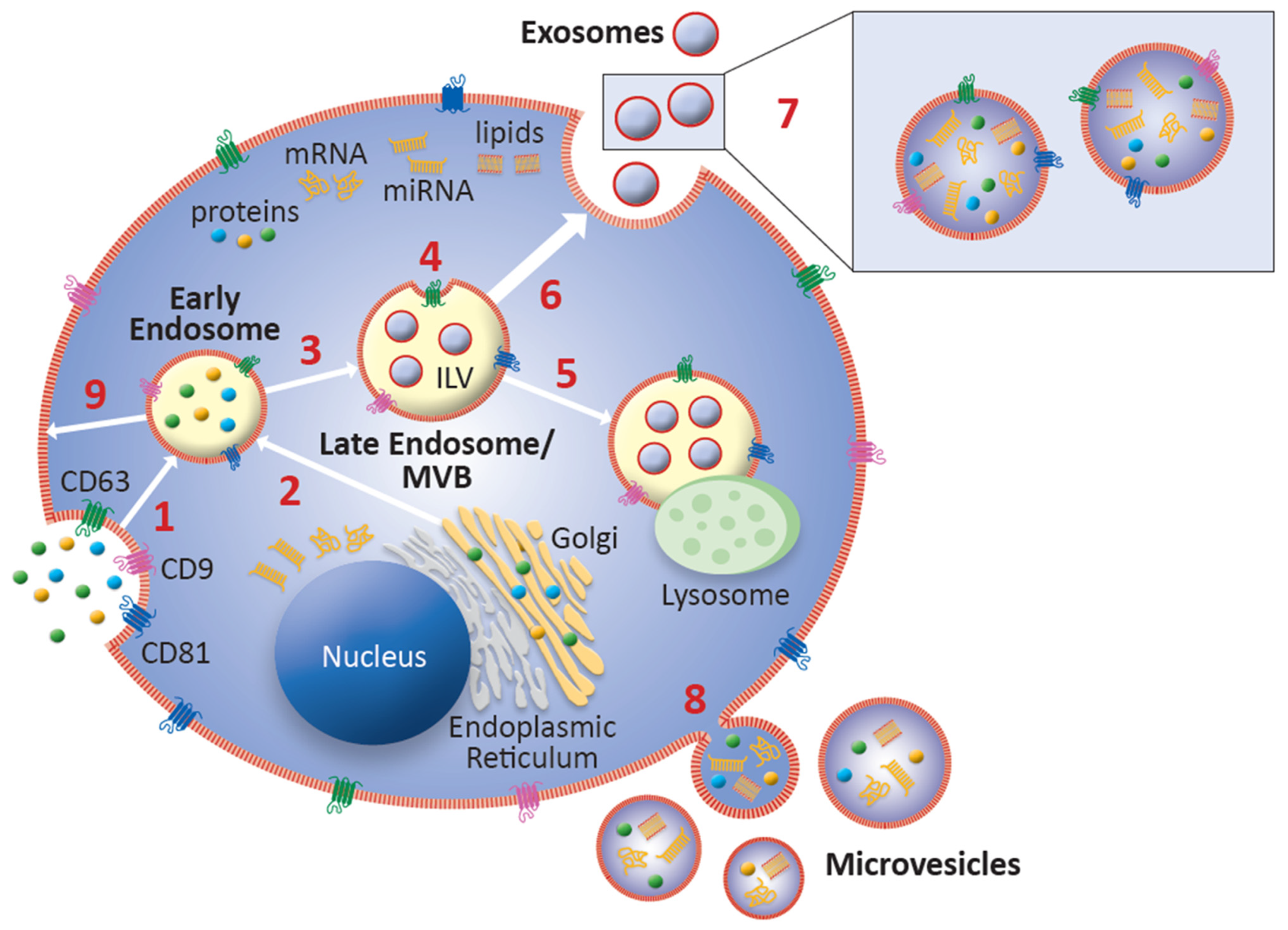 irac biogenesis anti aging)