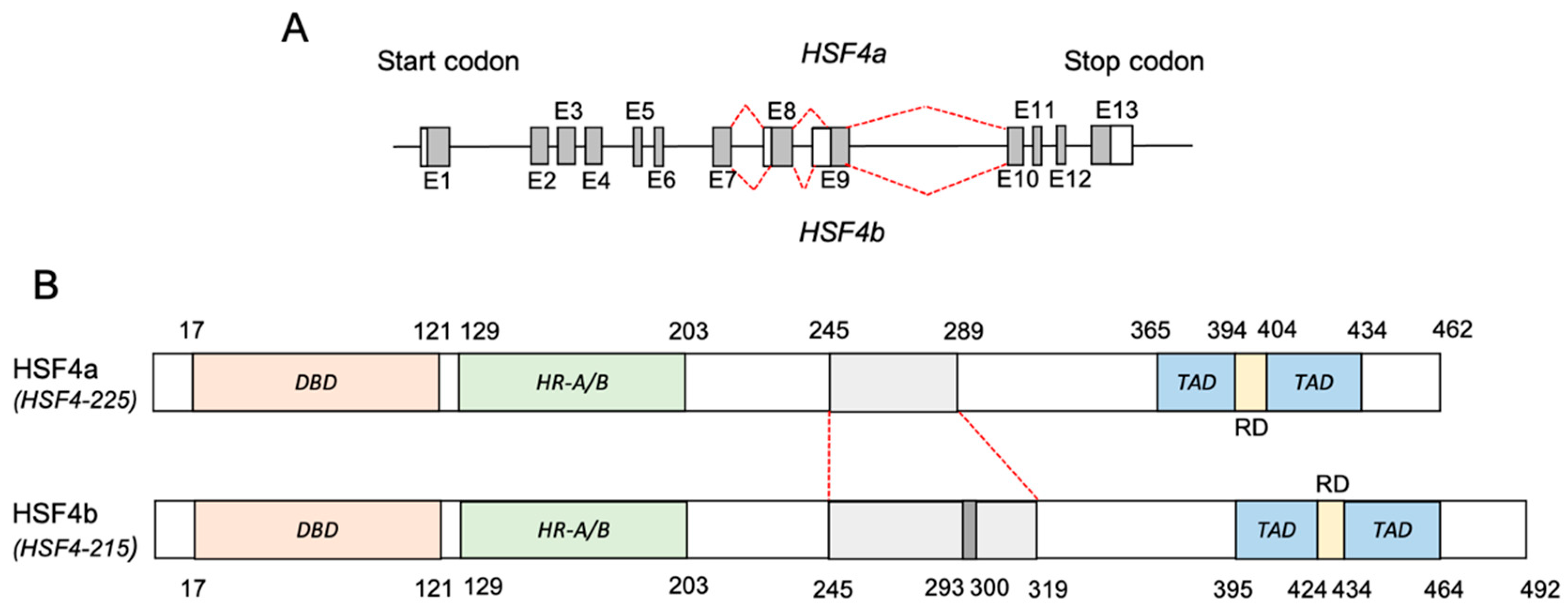 Biomolecules 11 00523 g003 Biomolecules 11 00523 g003