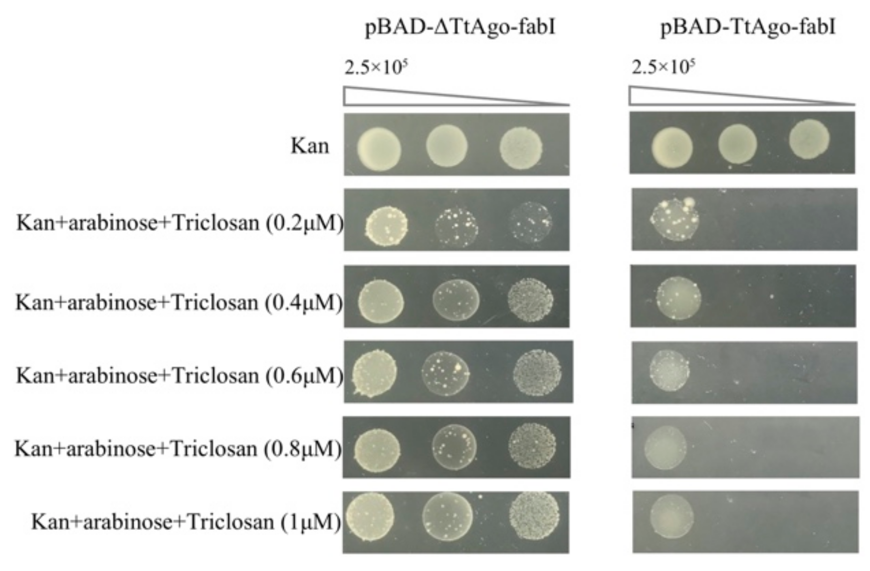 Biomolecules 11 00524 g007 Biomolecules 11 00524 g007