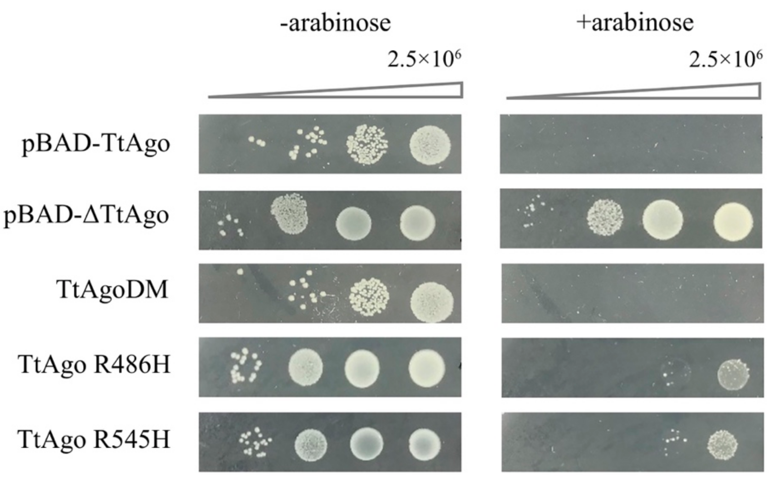 Biomolecules 11 00524 g008 Biomolecules 11 00524 g008