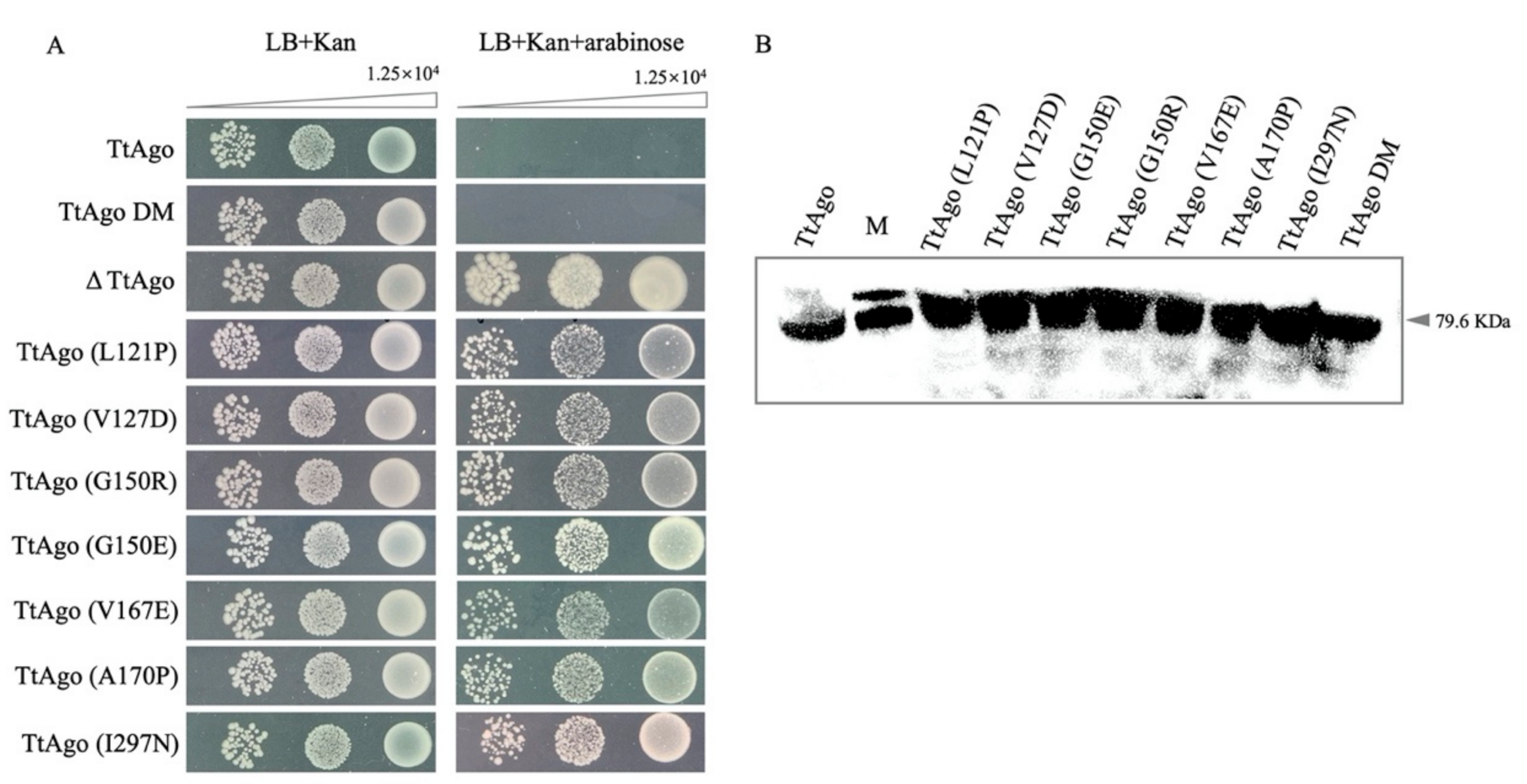 Biomolecules 11 00524 g010 Biomolecules 11 00524 g010