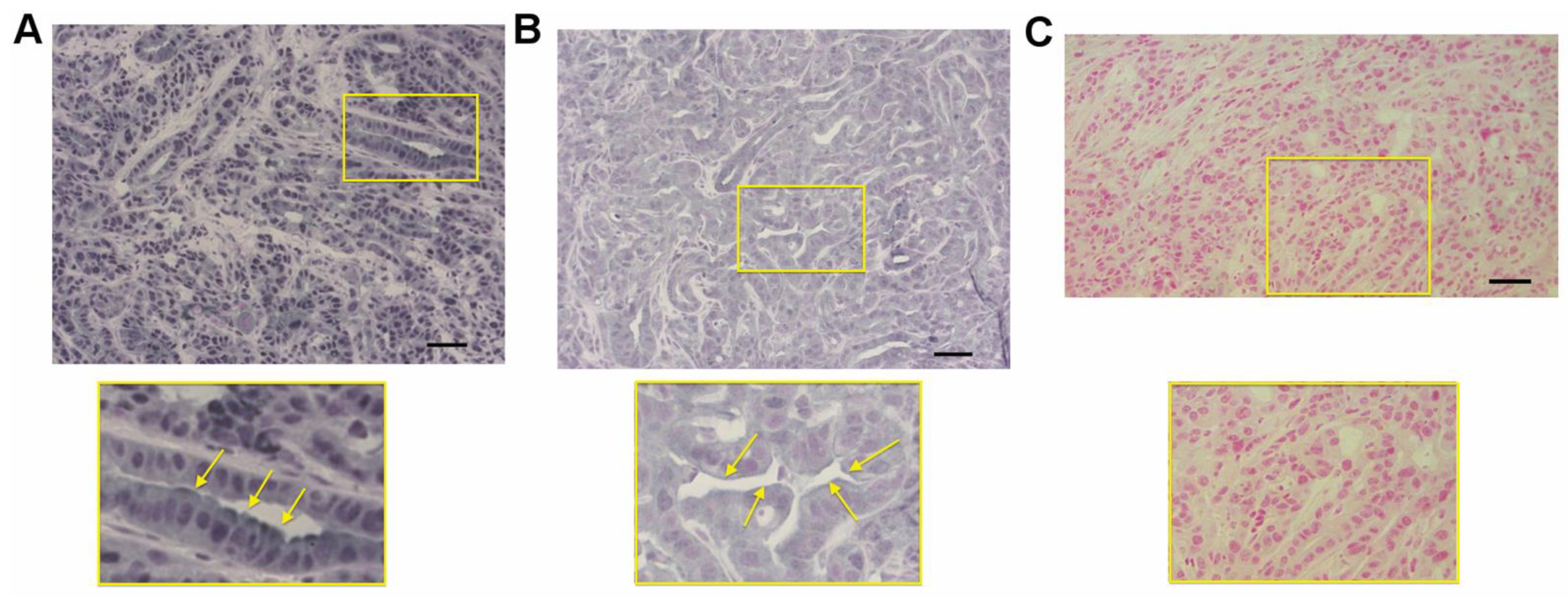 Biomolecules 11 00526 g008