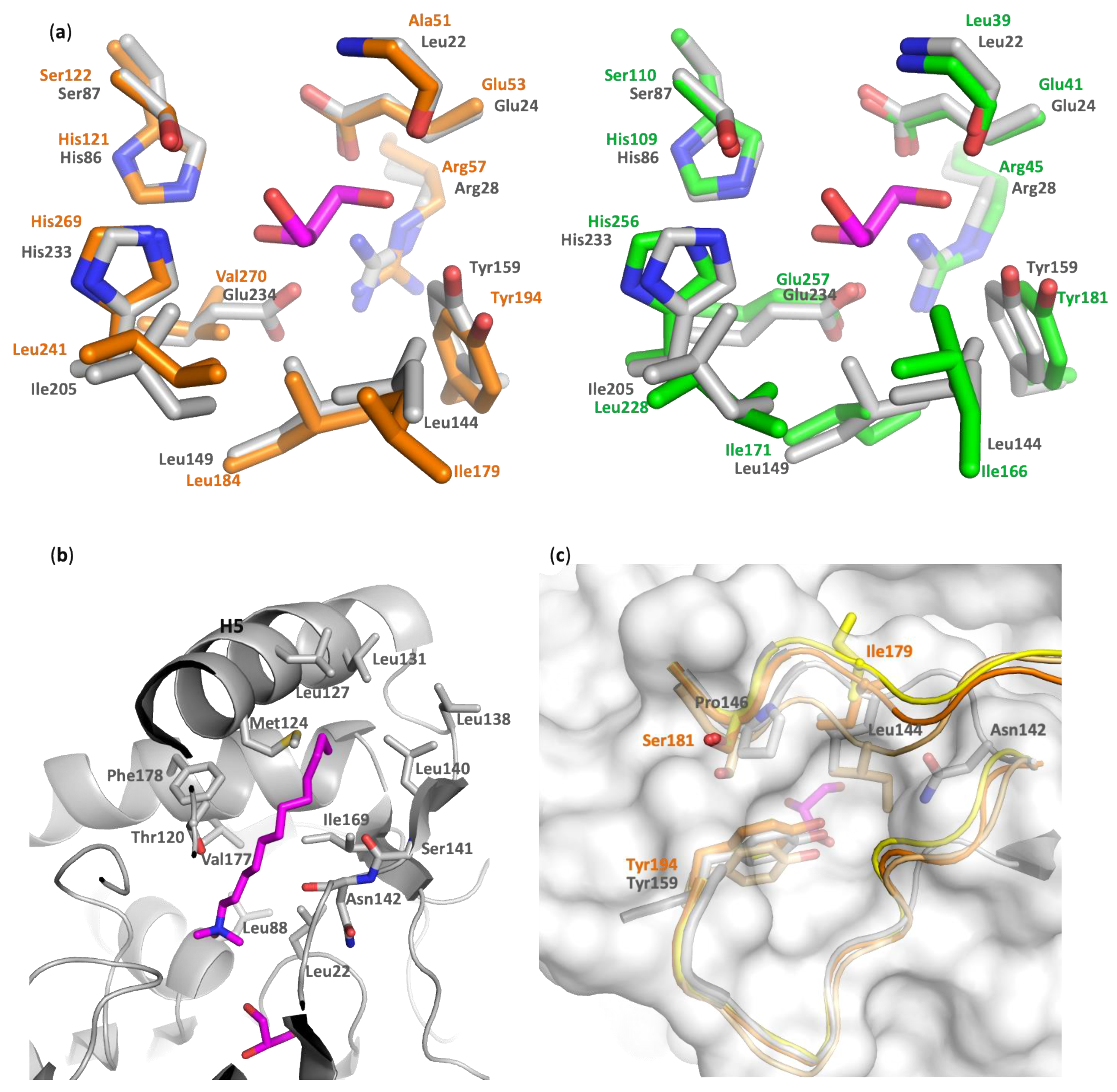 Biomolecules 11 00533 g004 Biomolecules 11 00533 g004