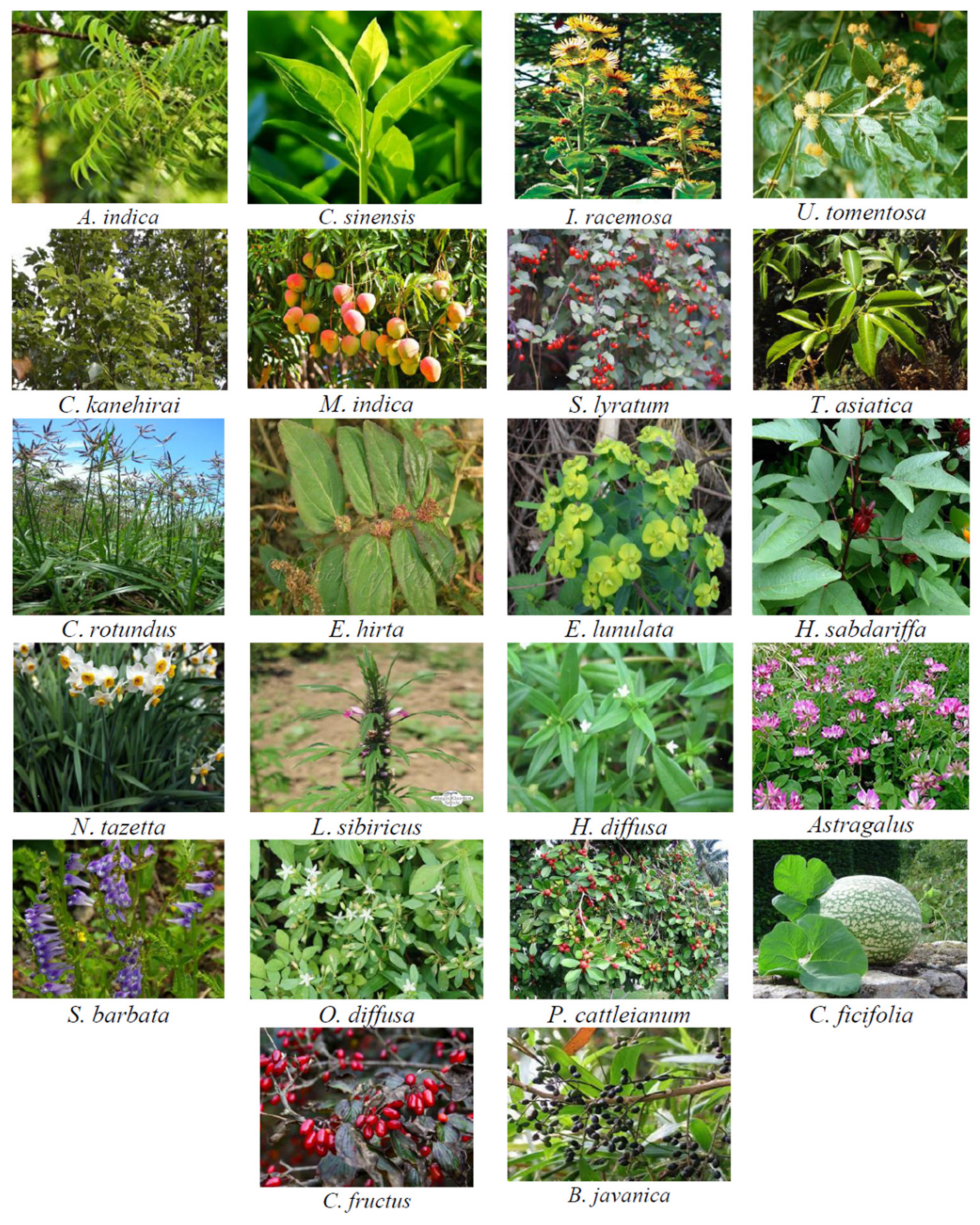 Biomolecules 11 00534 g003 Biomolecules 11 00534 g003