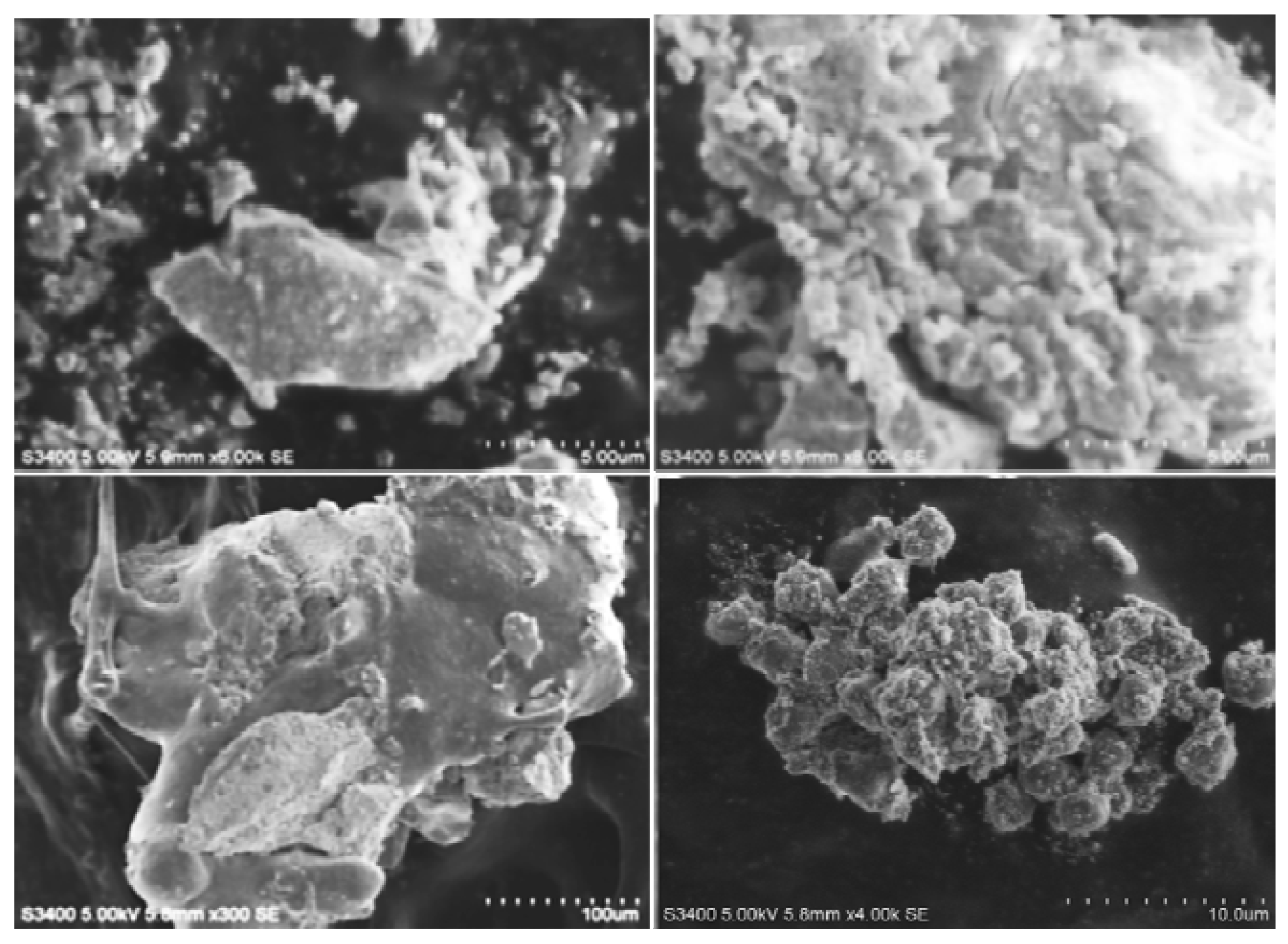 Biomolecules 11 00535 g005